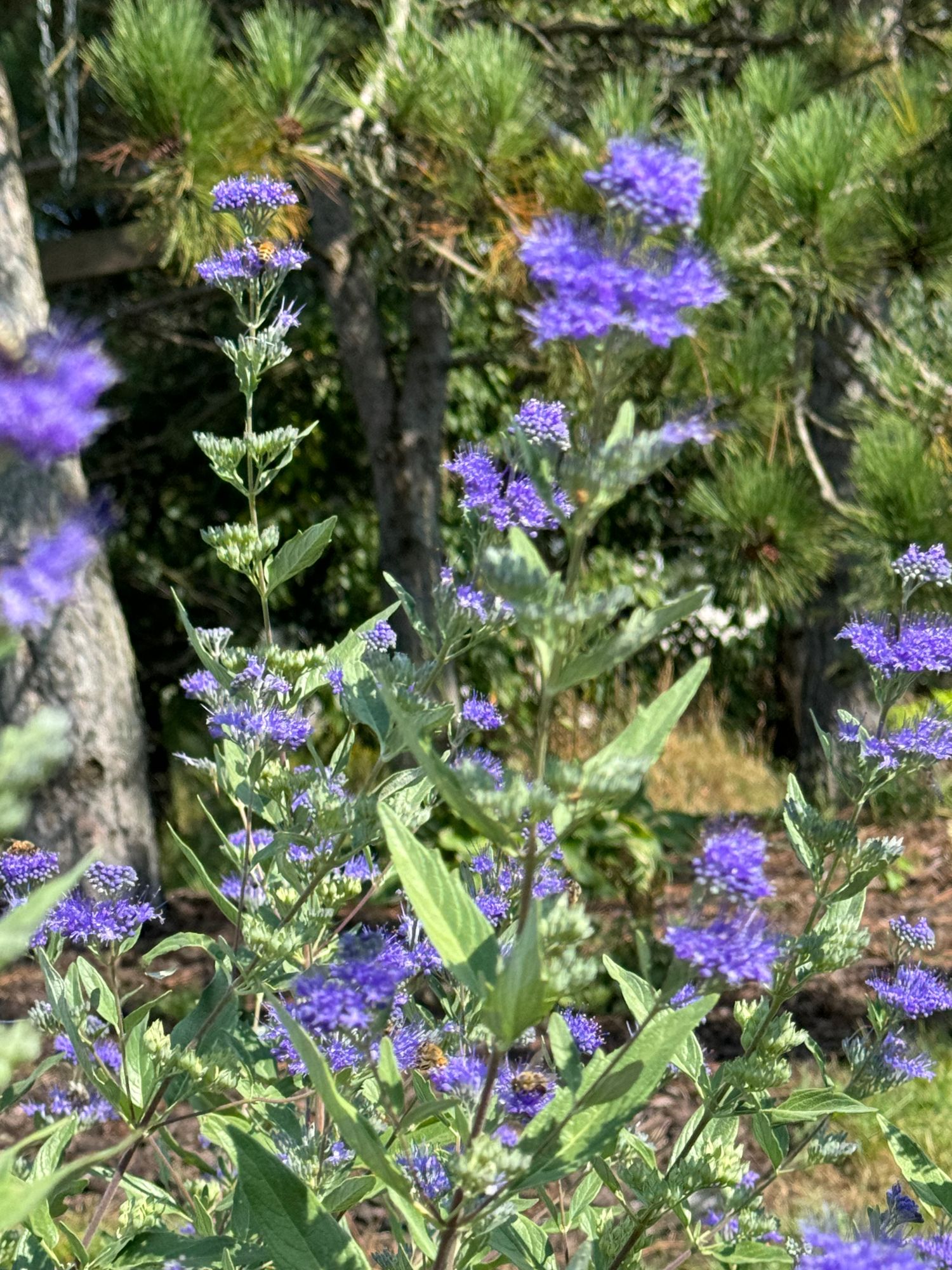 CARYOPTERIS x clandonensis Longwood Blue
