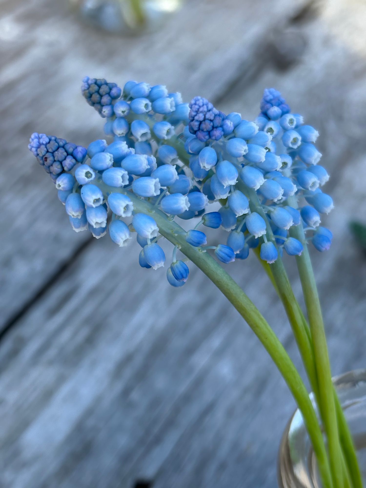 MUSCARI aucheri Blue Magic