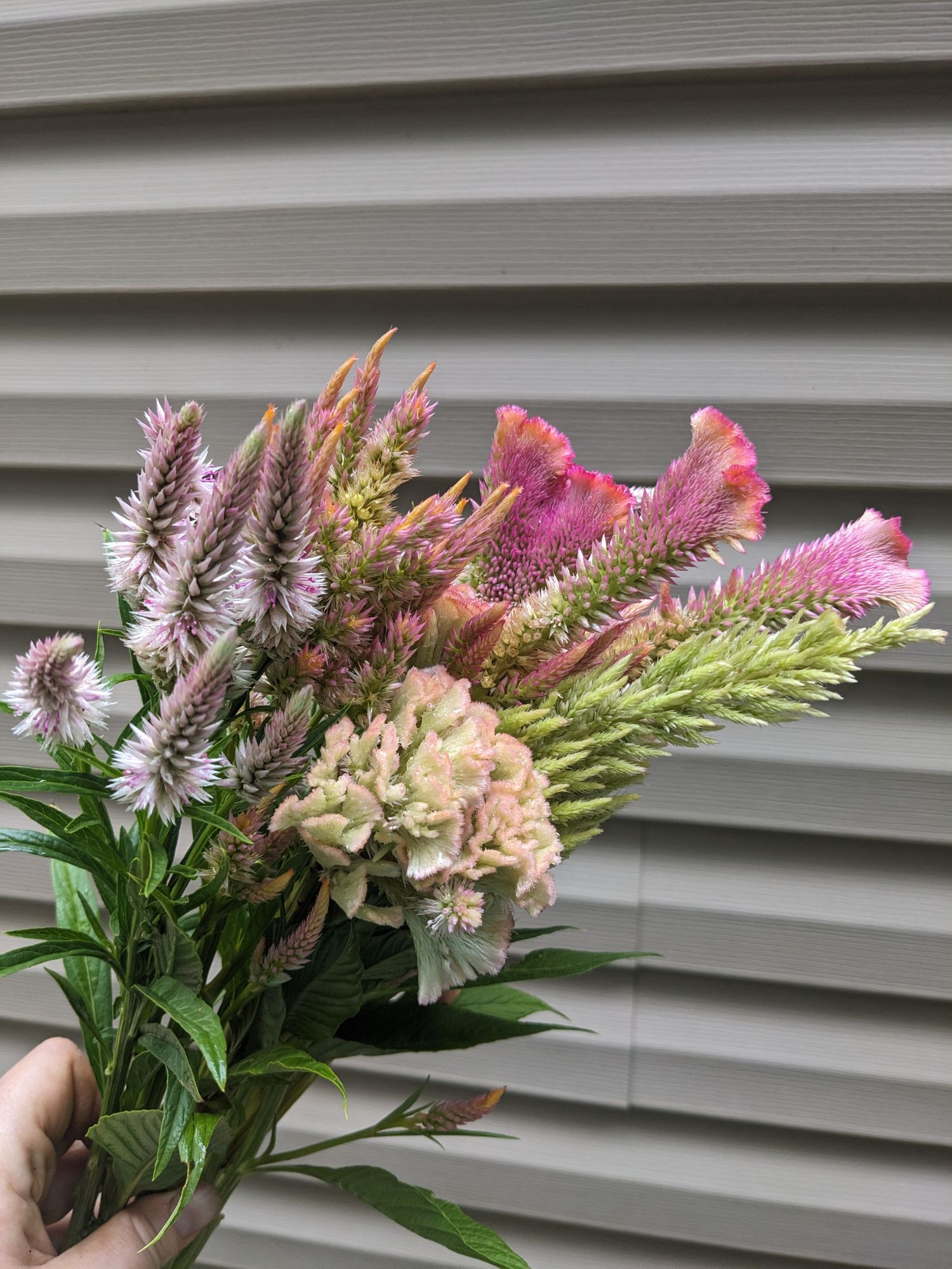CELOSIA argentea