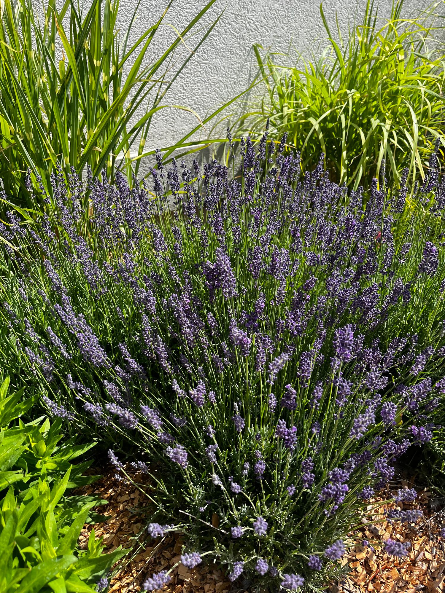 LAVANDULA
