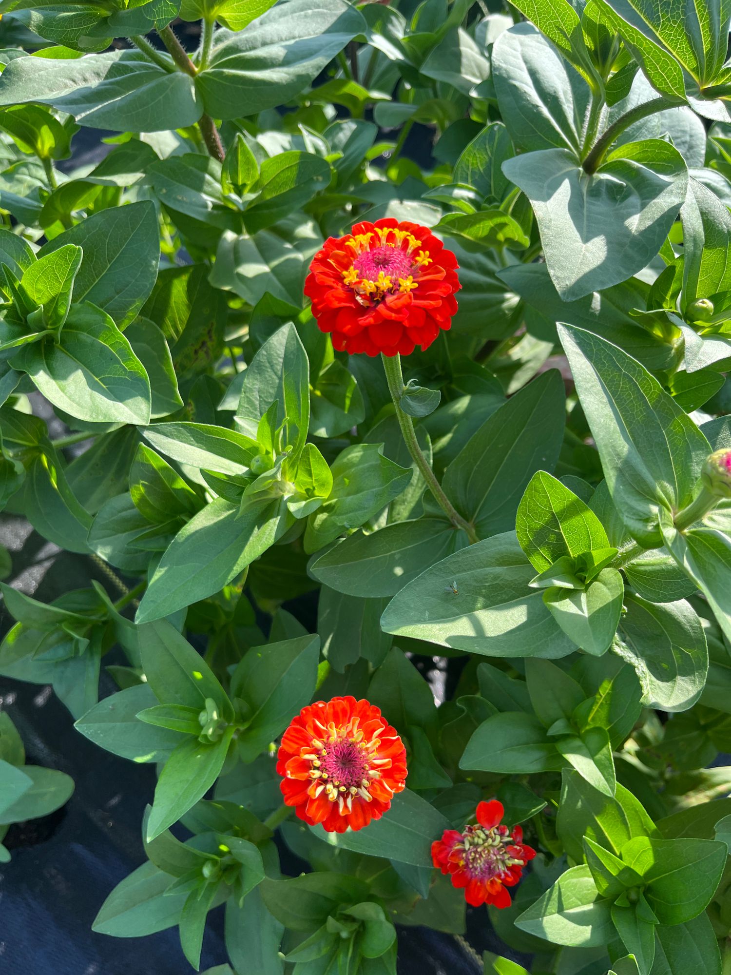 ZINNIA elegans Oklahoma Series