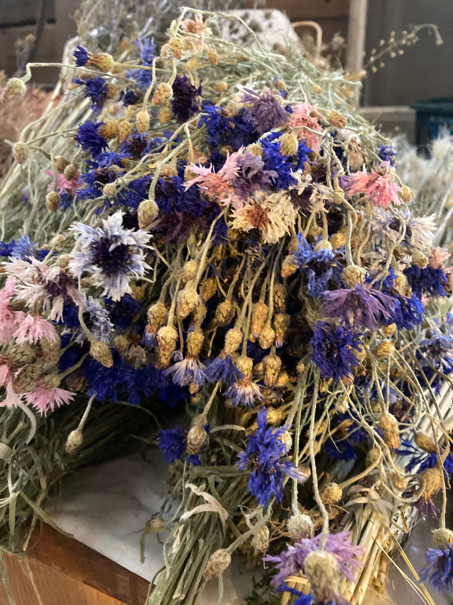 CENTAUREA cyanus Choice Mix