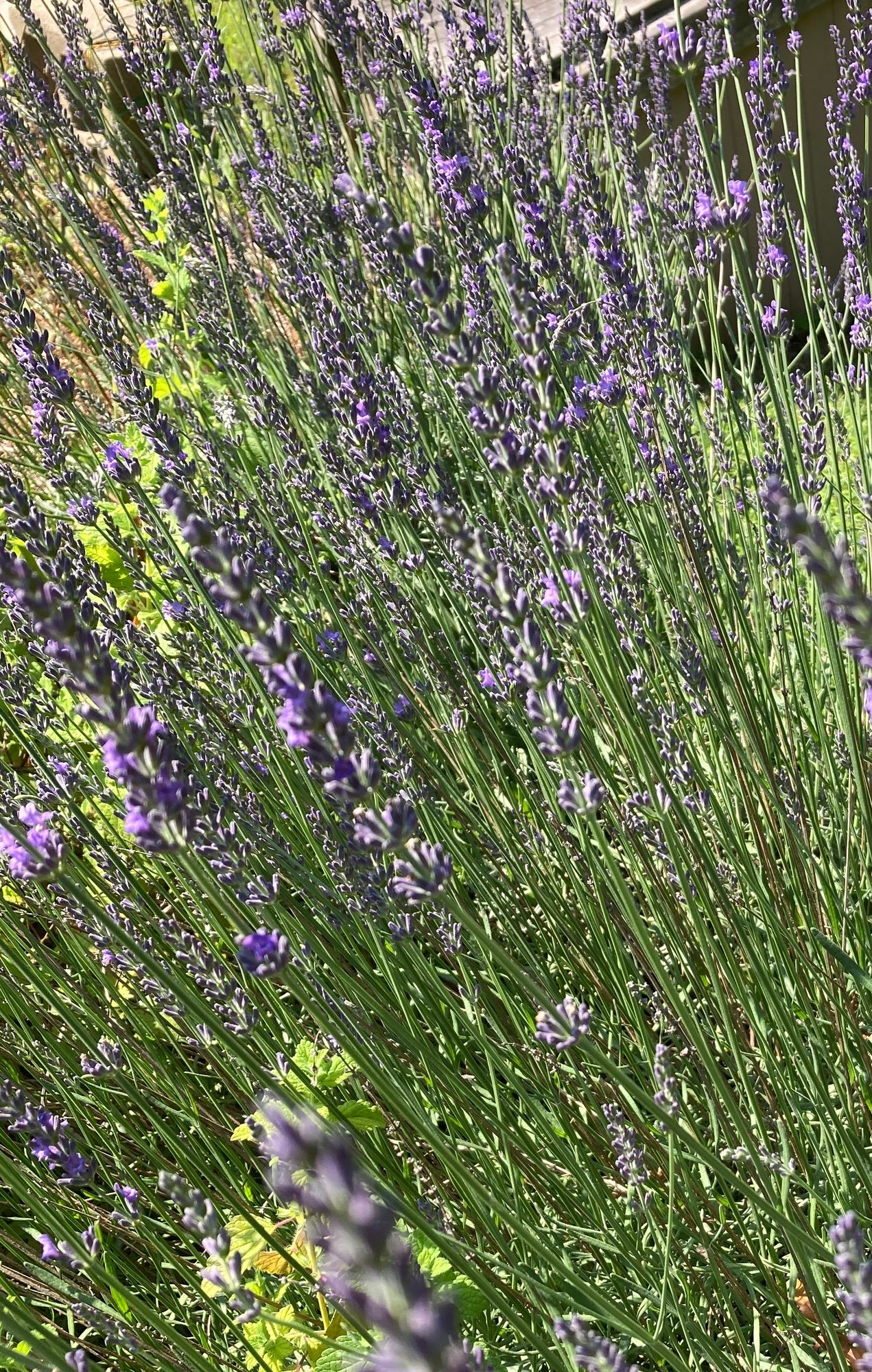 LAVANDULA