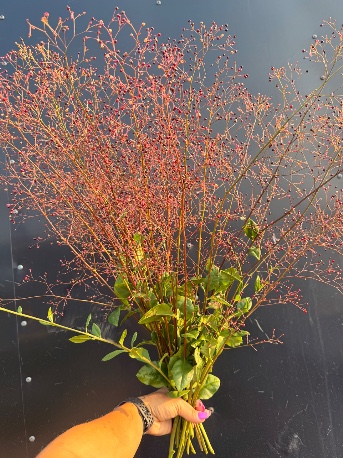 TALINUM paniculatum