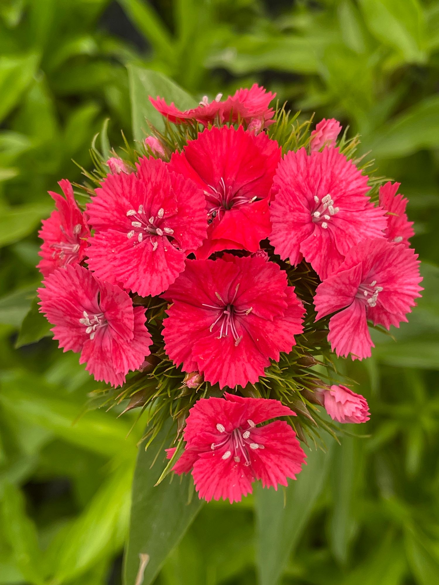 DIANTHUS barbatus Sweet Coral