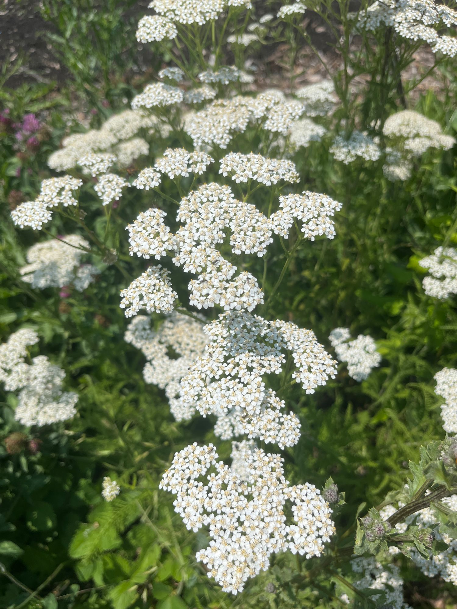 ACHILLEA millefolium