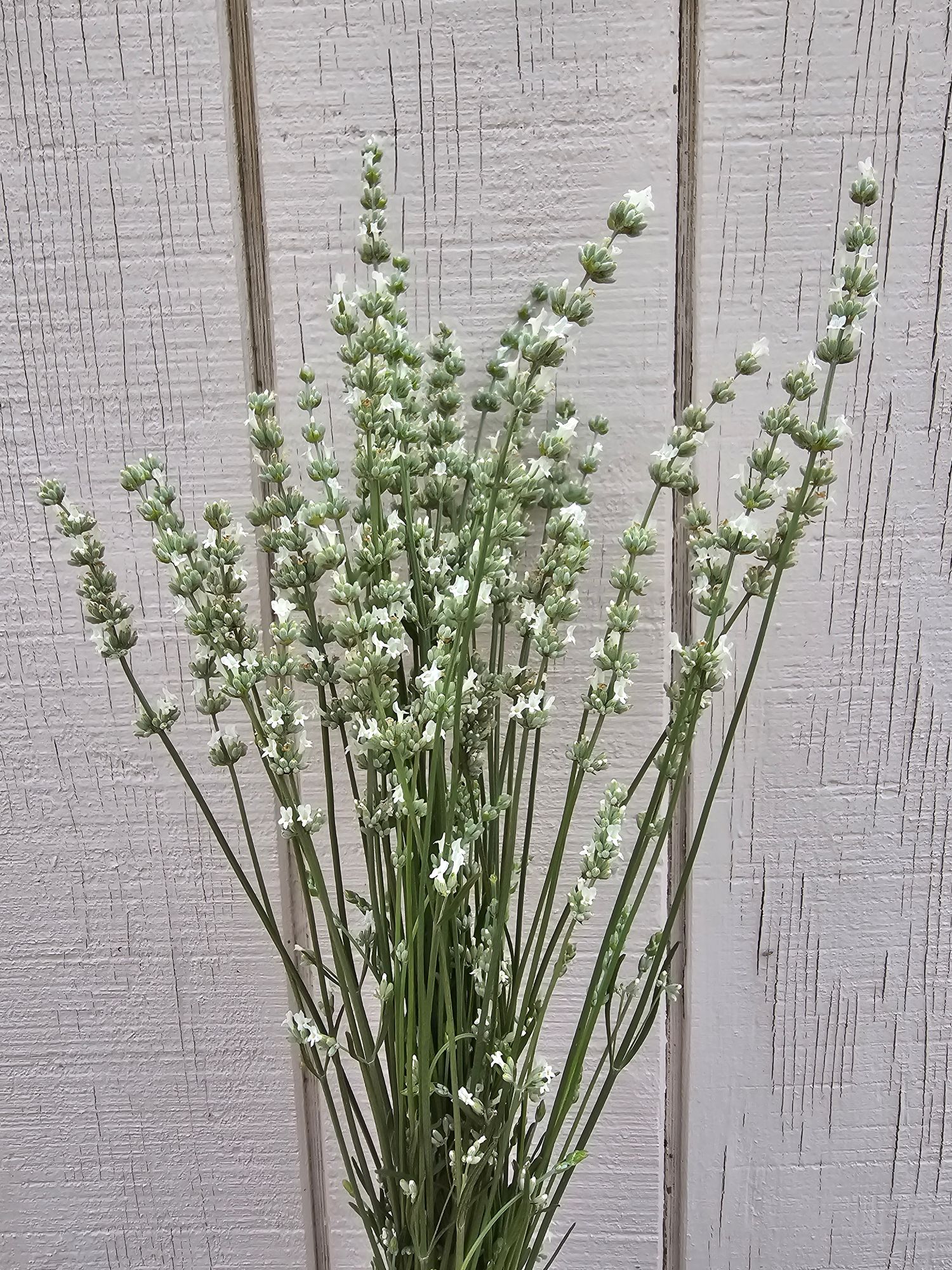 Lavandula x intermedia 'Sensational'