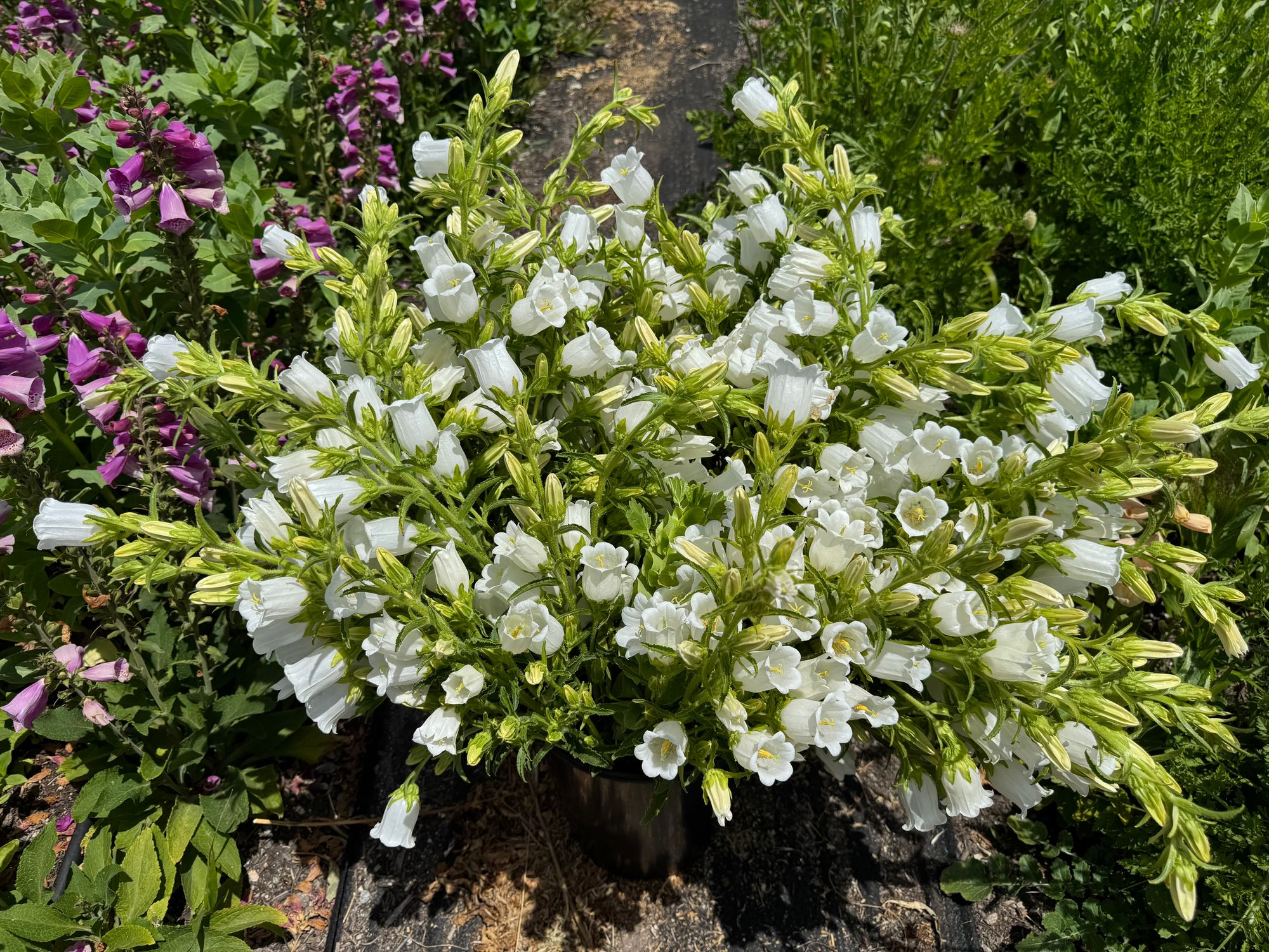 CAMPANULA medium
