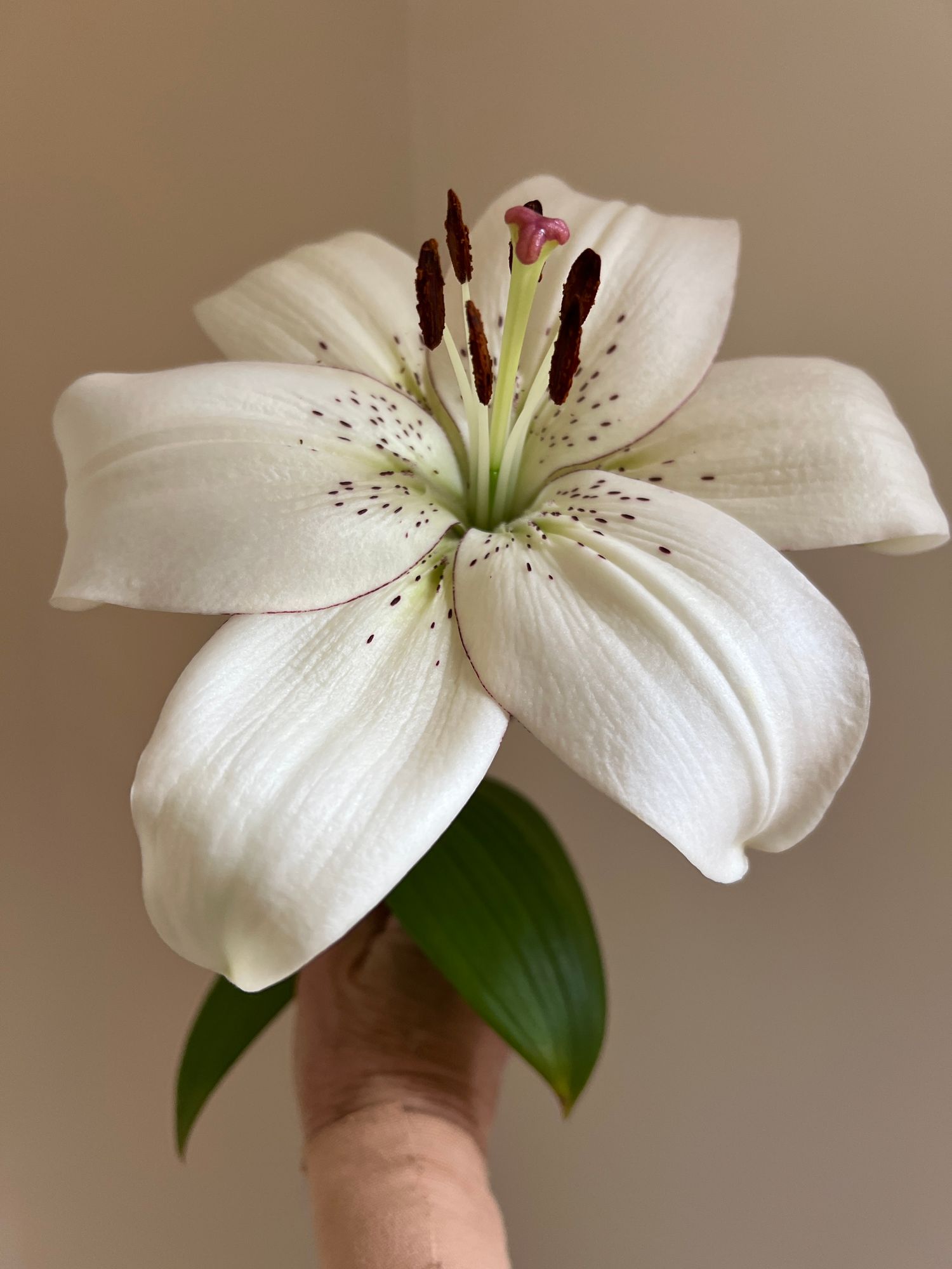 LILIUM longiflorum x asiatic