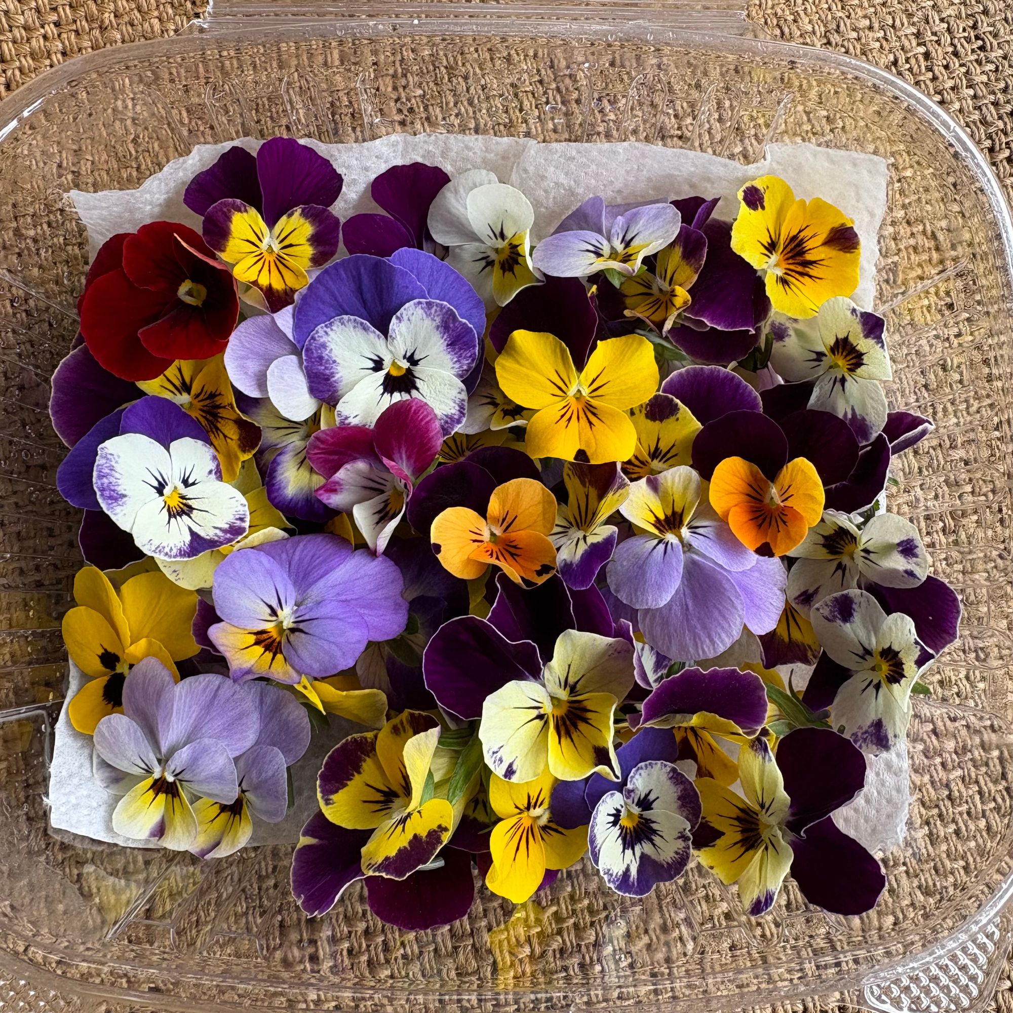 Viola, Sorbet