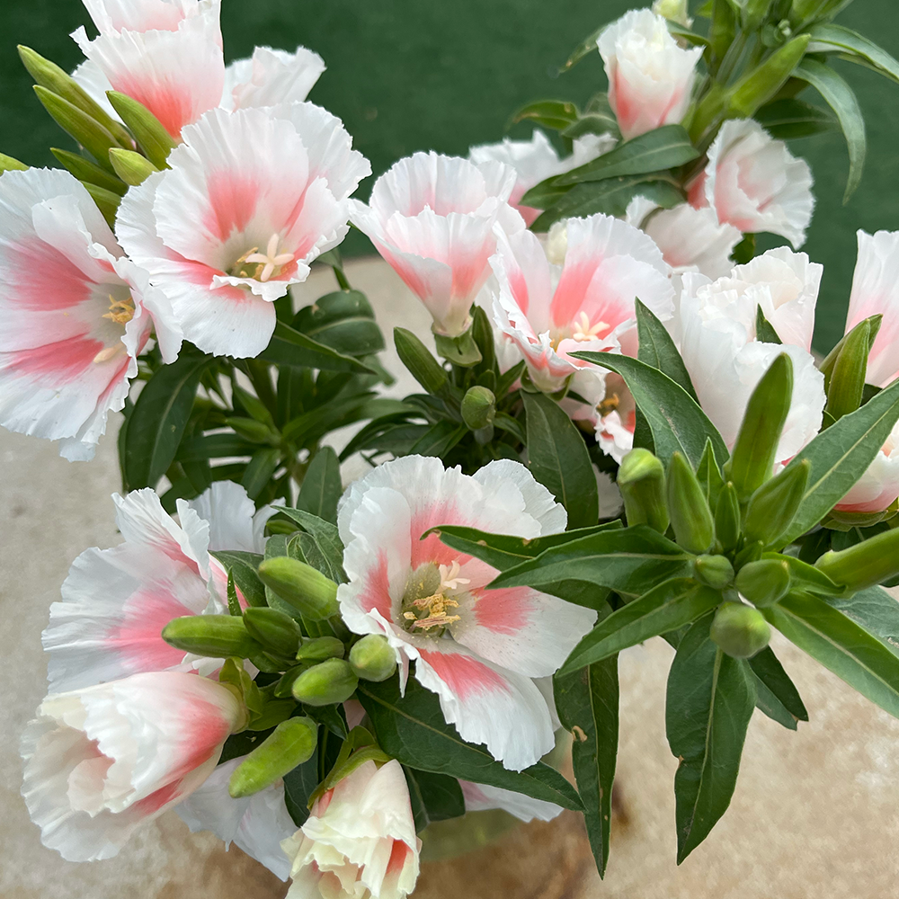 CLARKIA amoena Grace Shell Pink