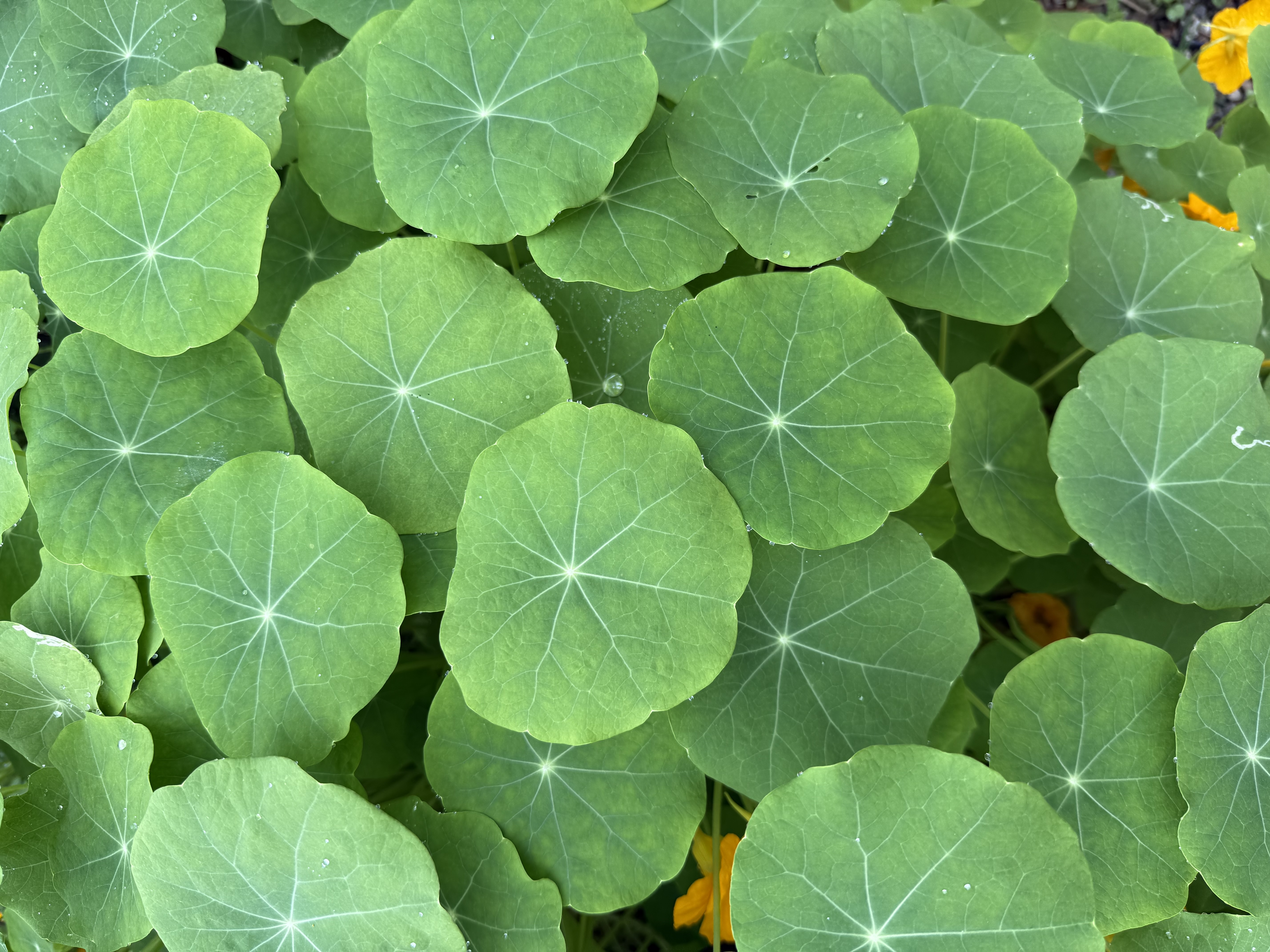 NASTURTIUM officinale