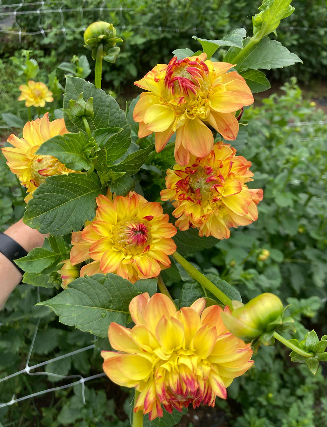 DAHLIA Decorative
