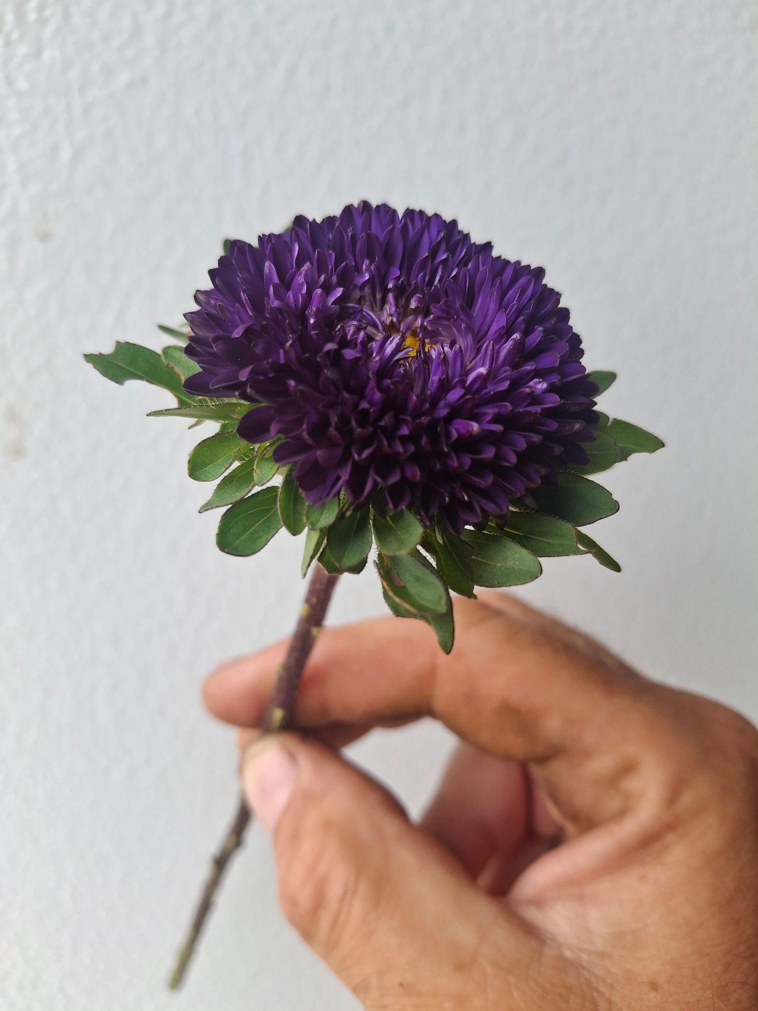 CALLISTEPHUS chinensis