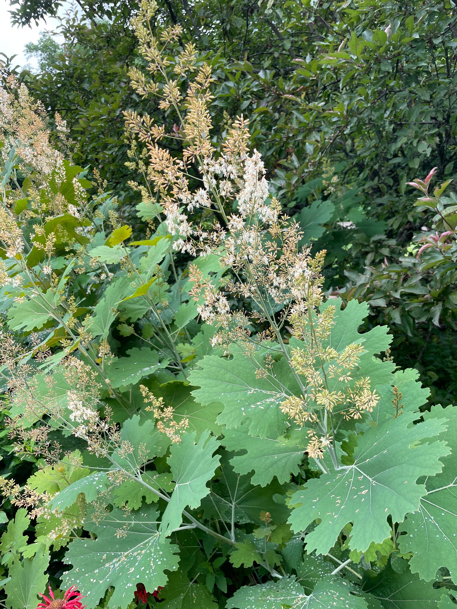 MACLEAYA microcarpa