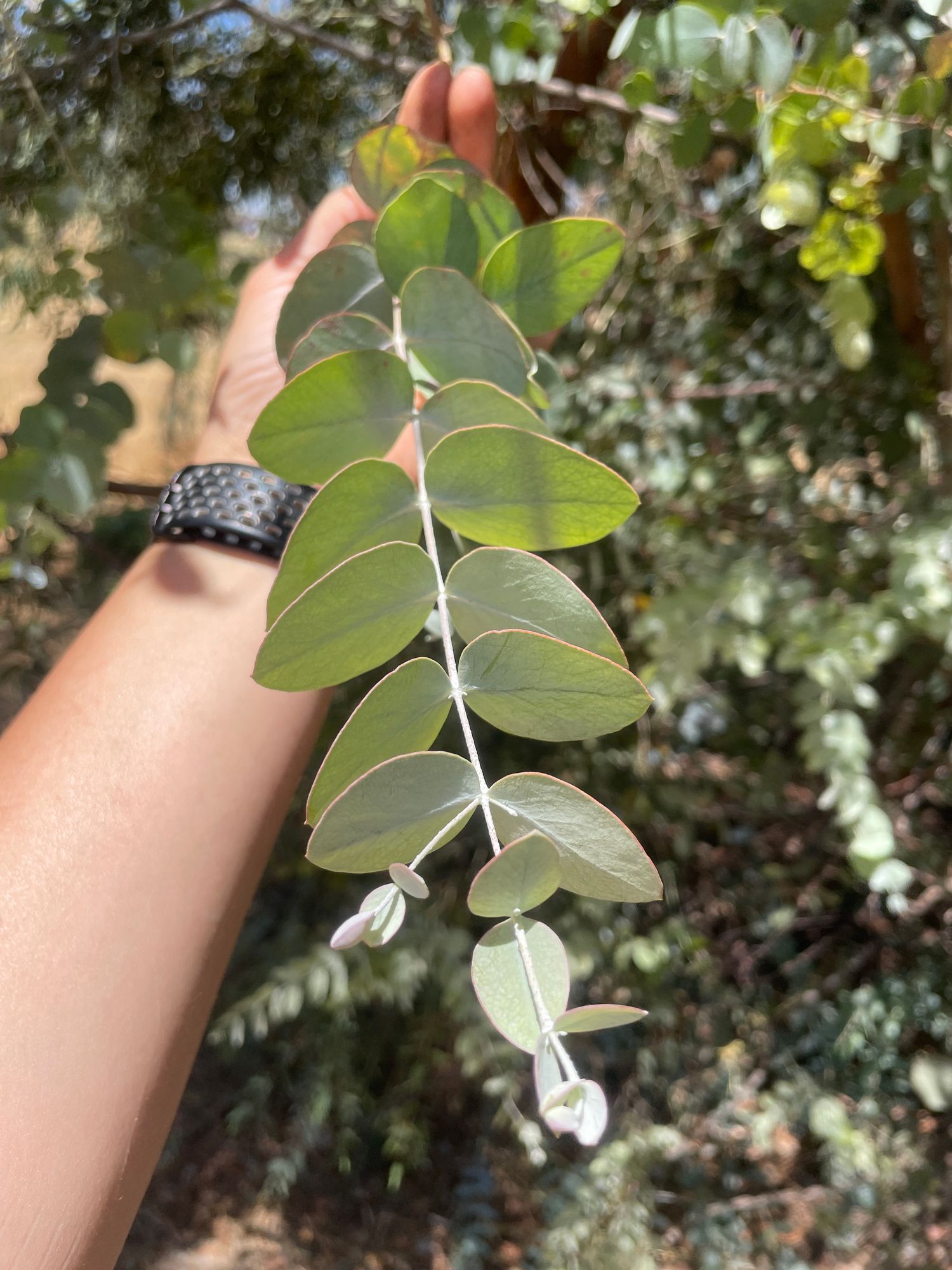 EUCALYPTUS