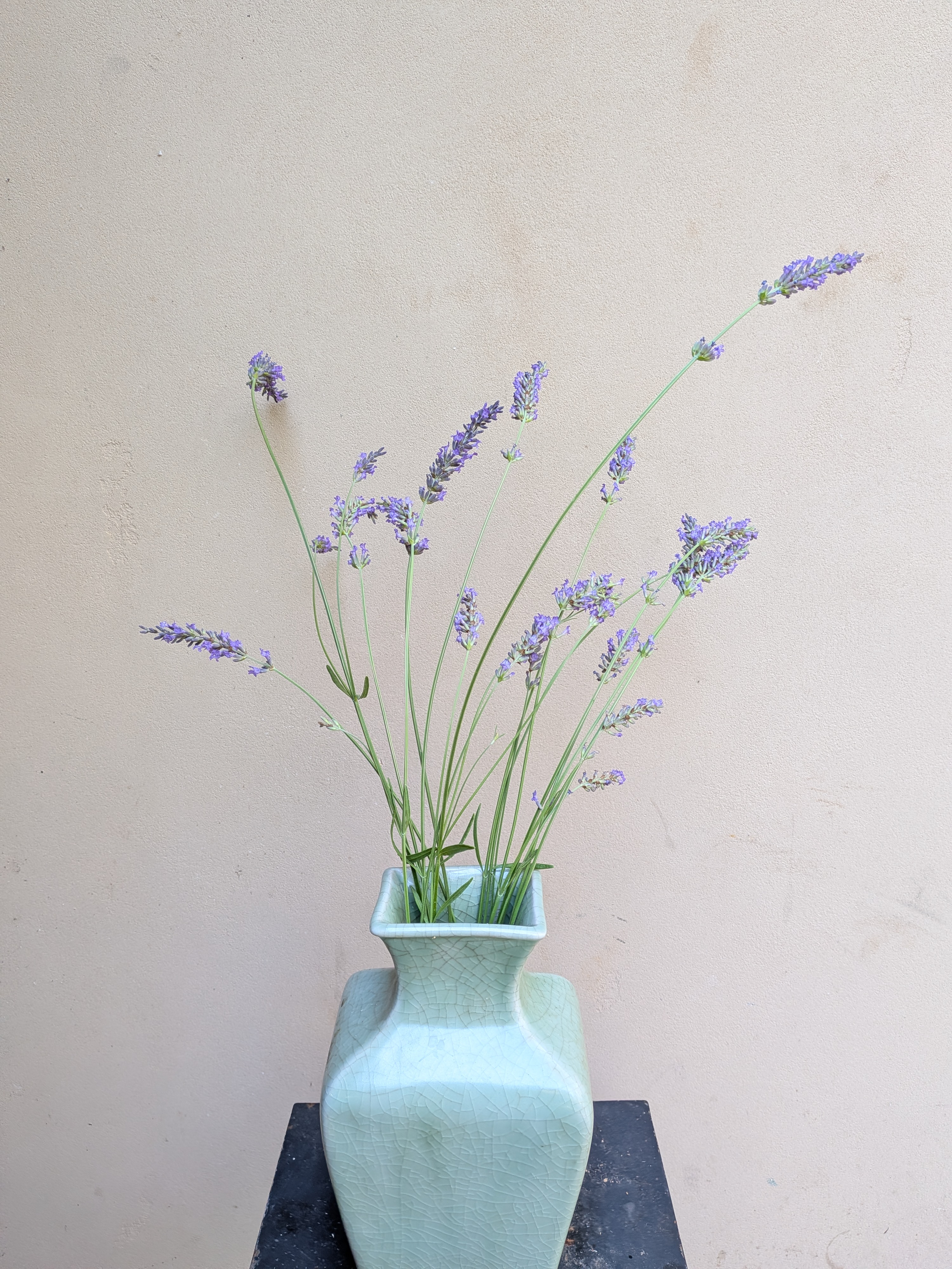 LAVANDULA angustifolia
