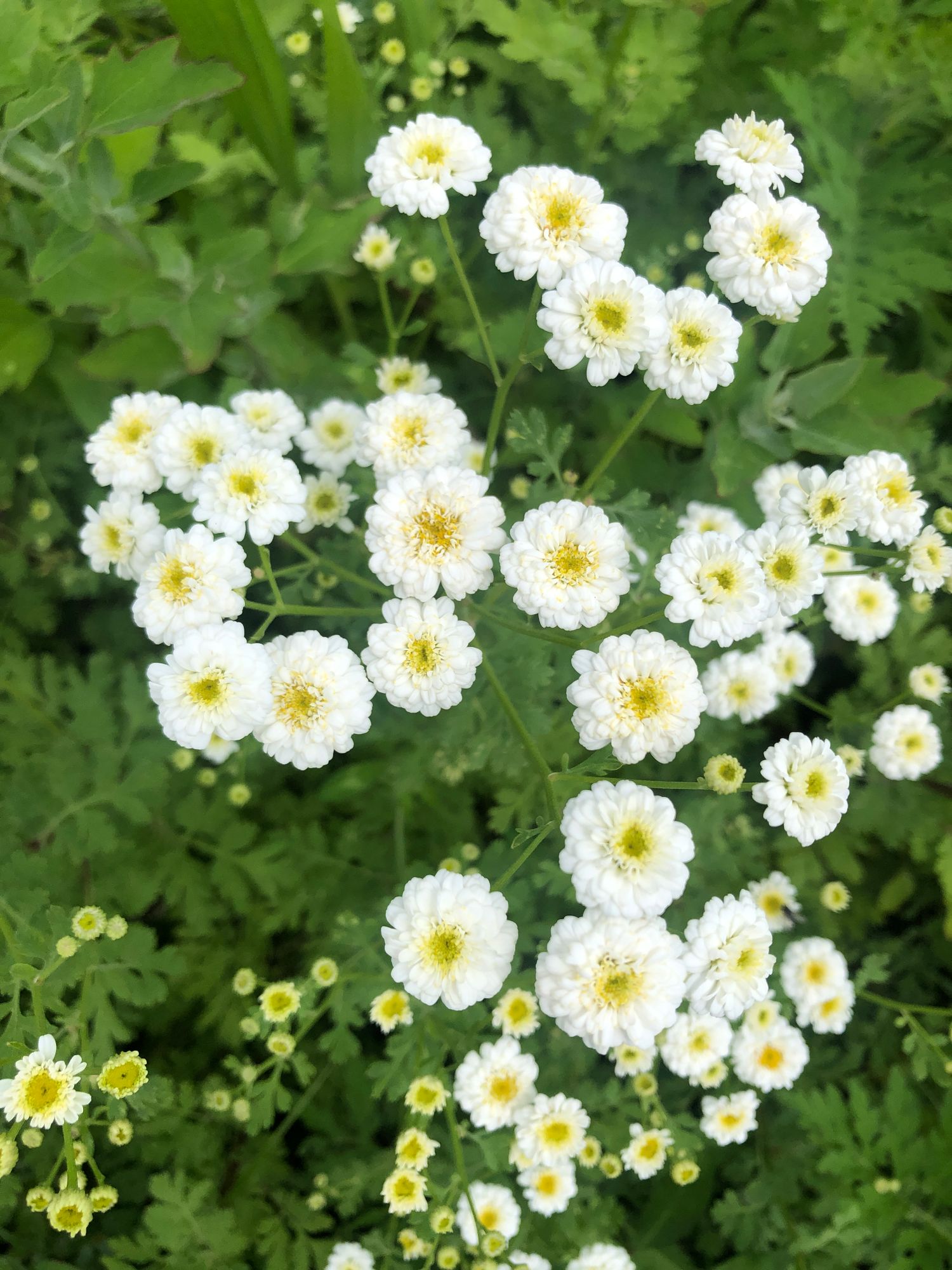TANACETUM parthenium Tetra