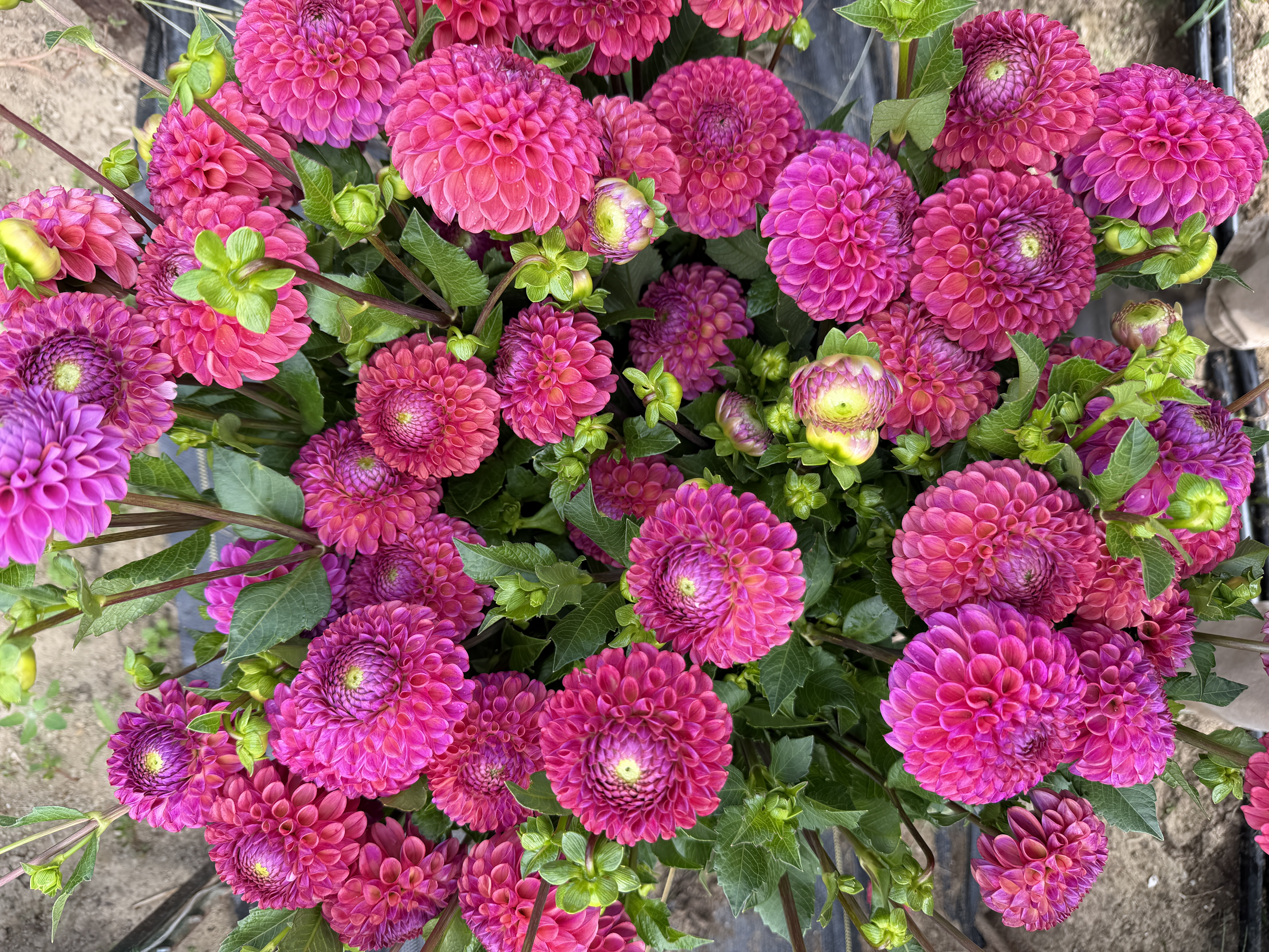 DAHLIA Caitlins Joy