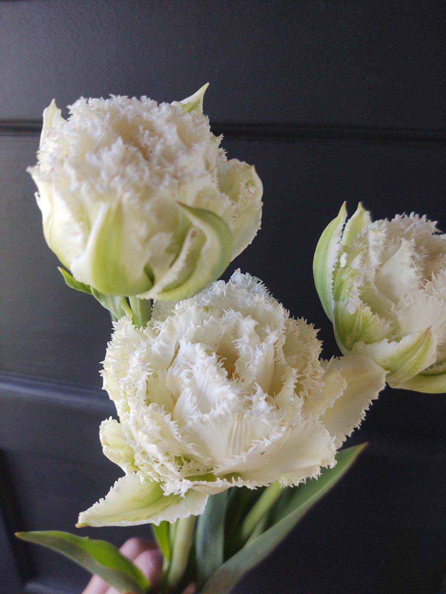 TULIPA Snow Crystal