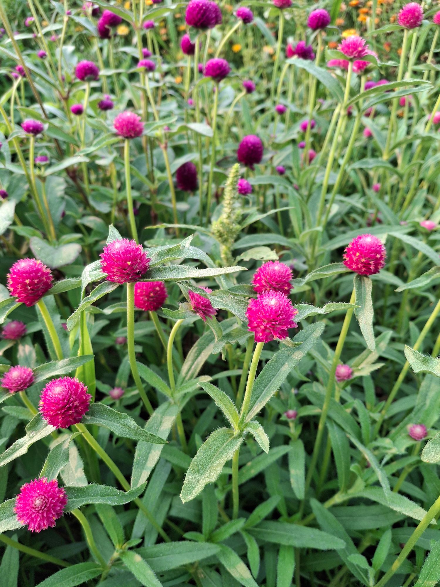 GOMPHRENA globosa