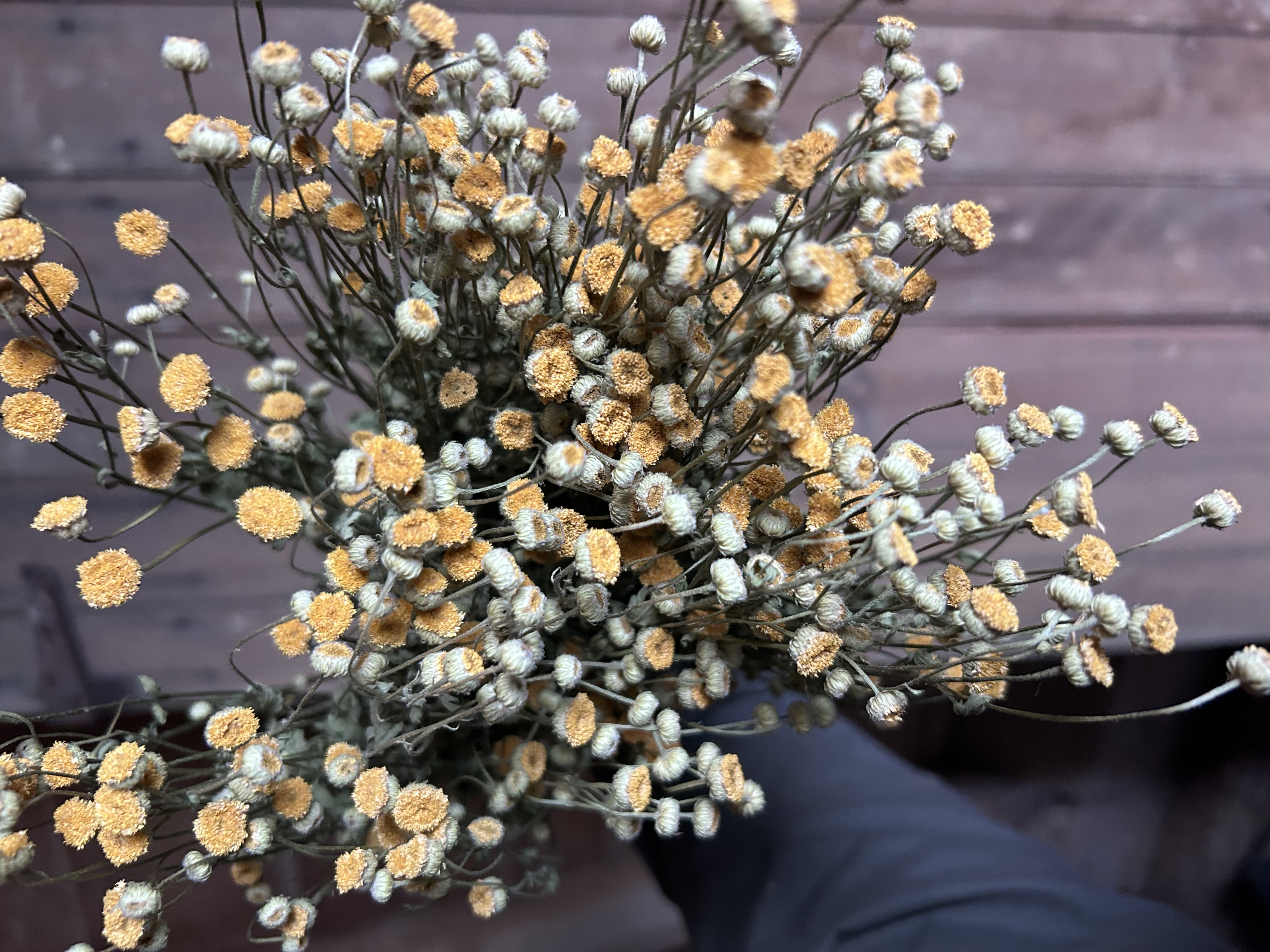 TANACETUM parthenium Vegmo Sunny Ball