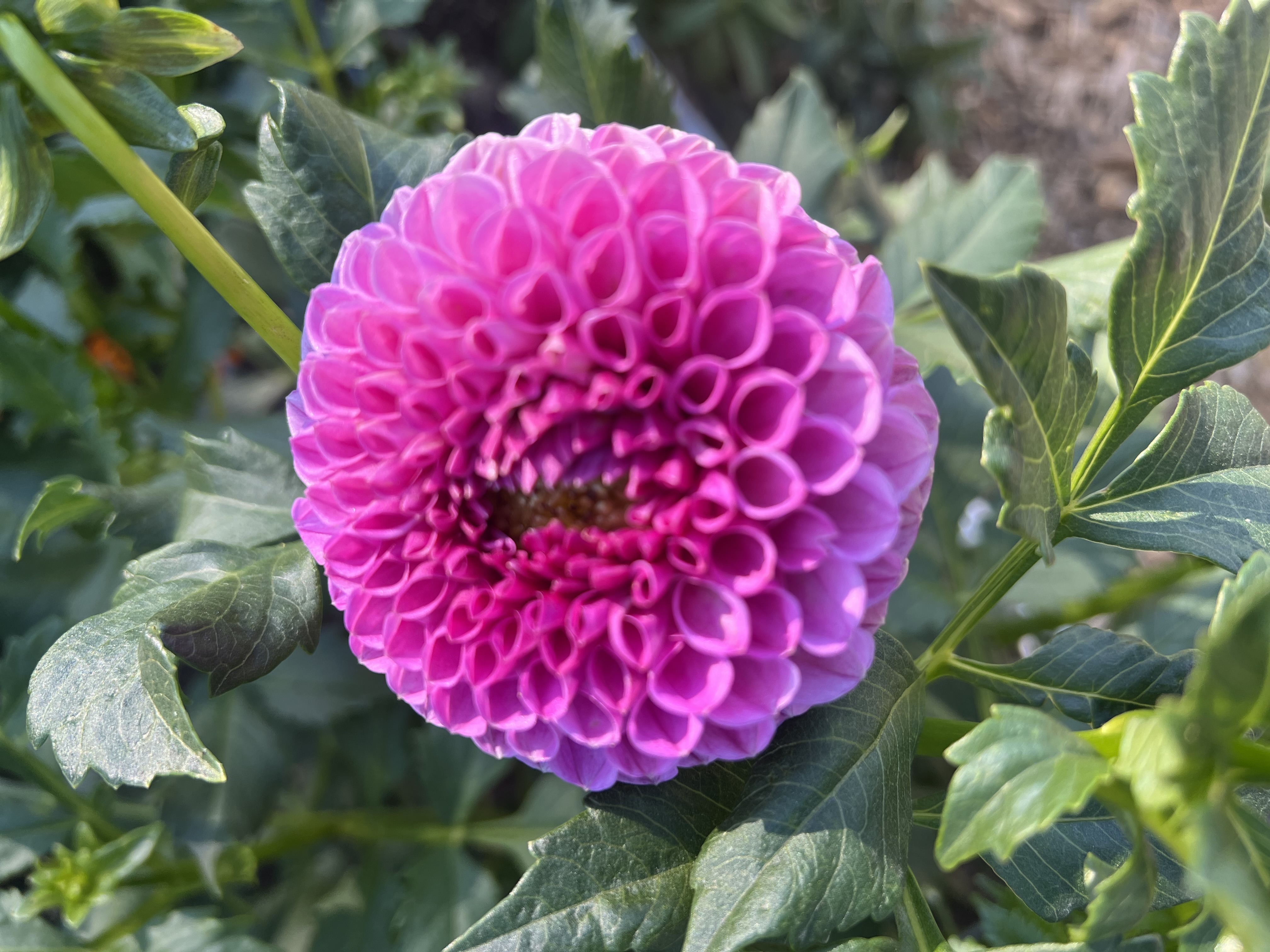 DAHLIA Nijinsky