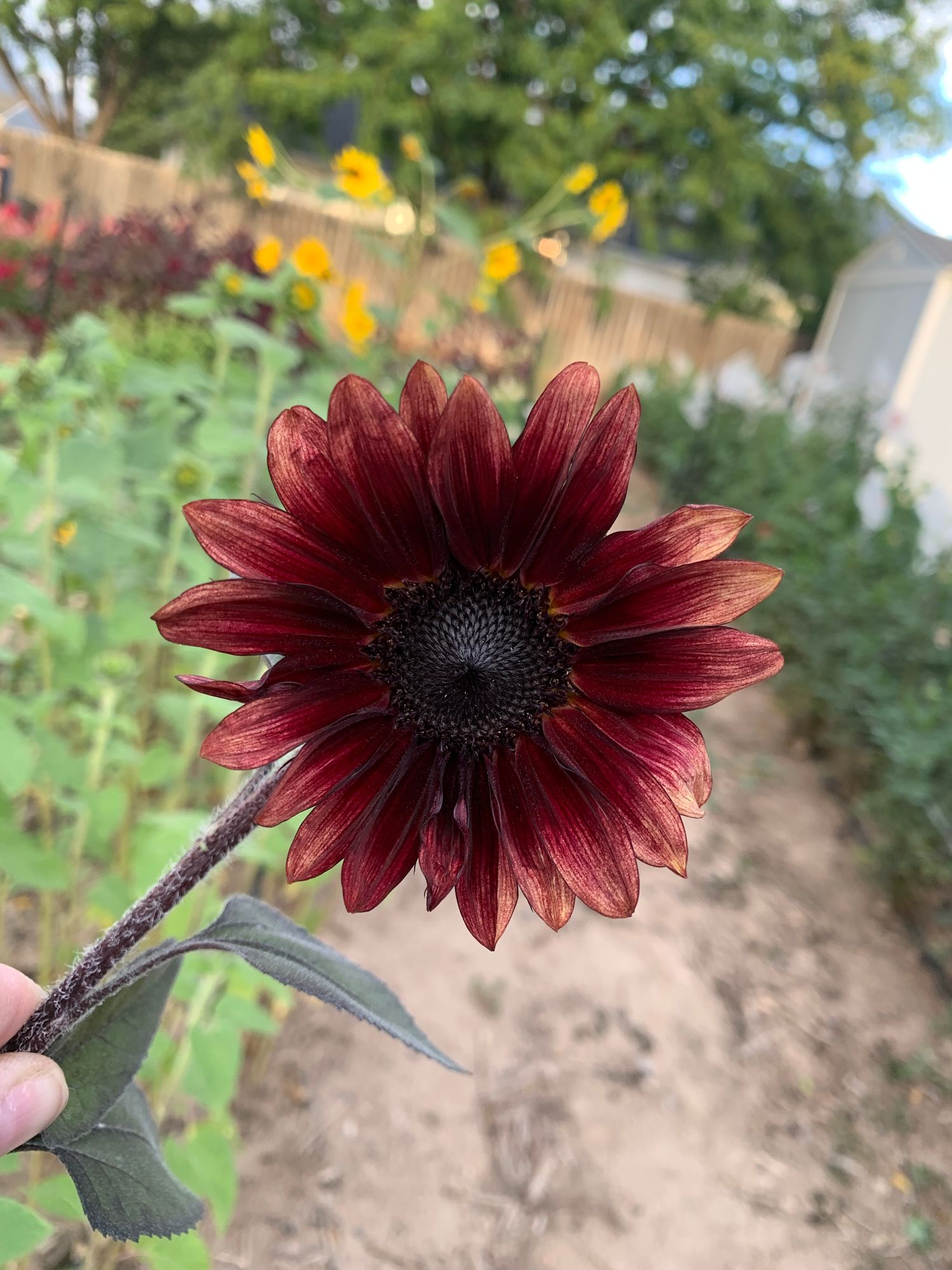 HELIANTHUS annuus ProCut Red