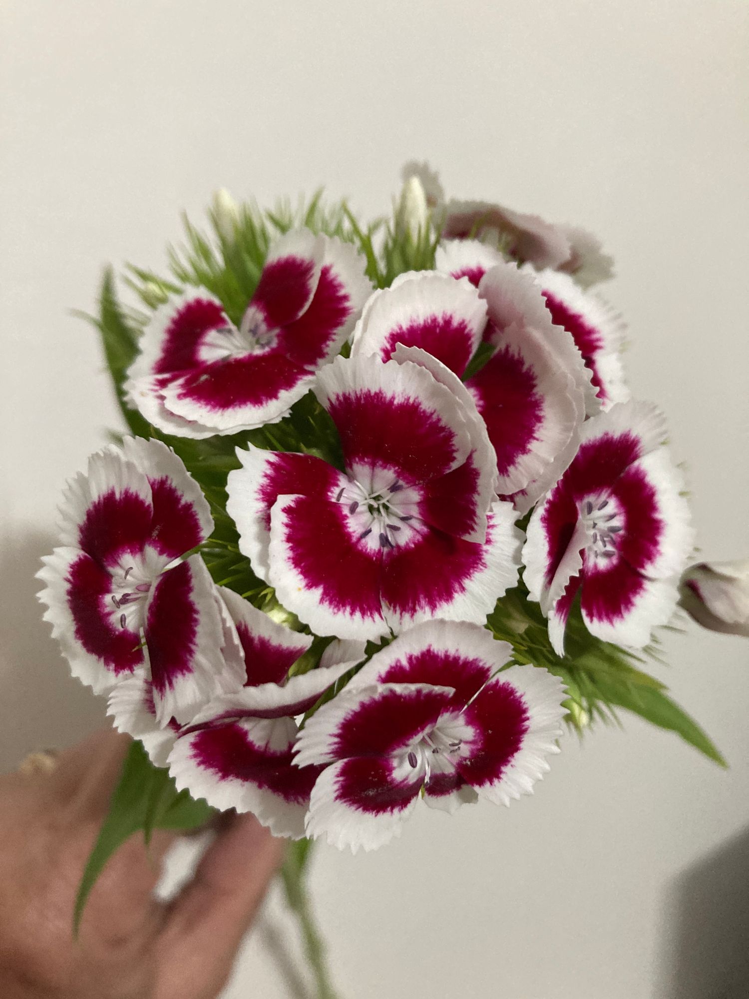 DIANTHUS barbatus Electron