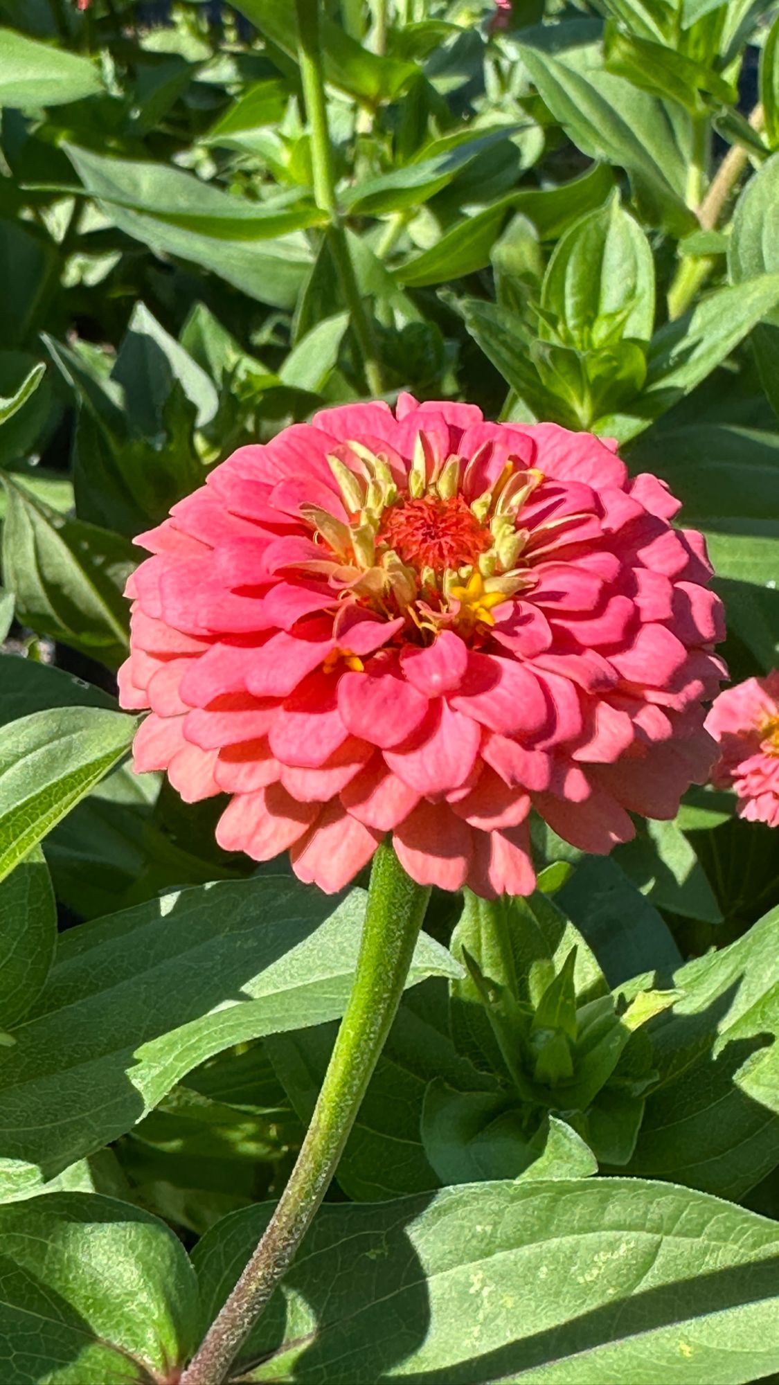 ZINNIA elegans Oklahoma Series