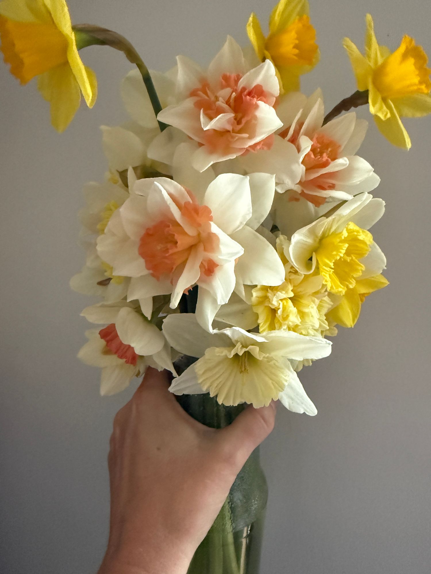NARCISSUS