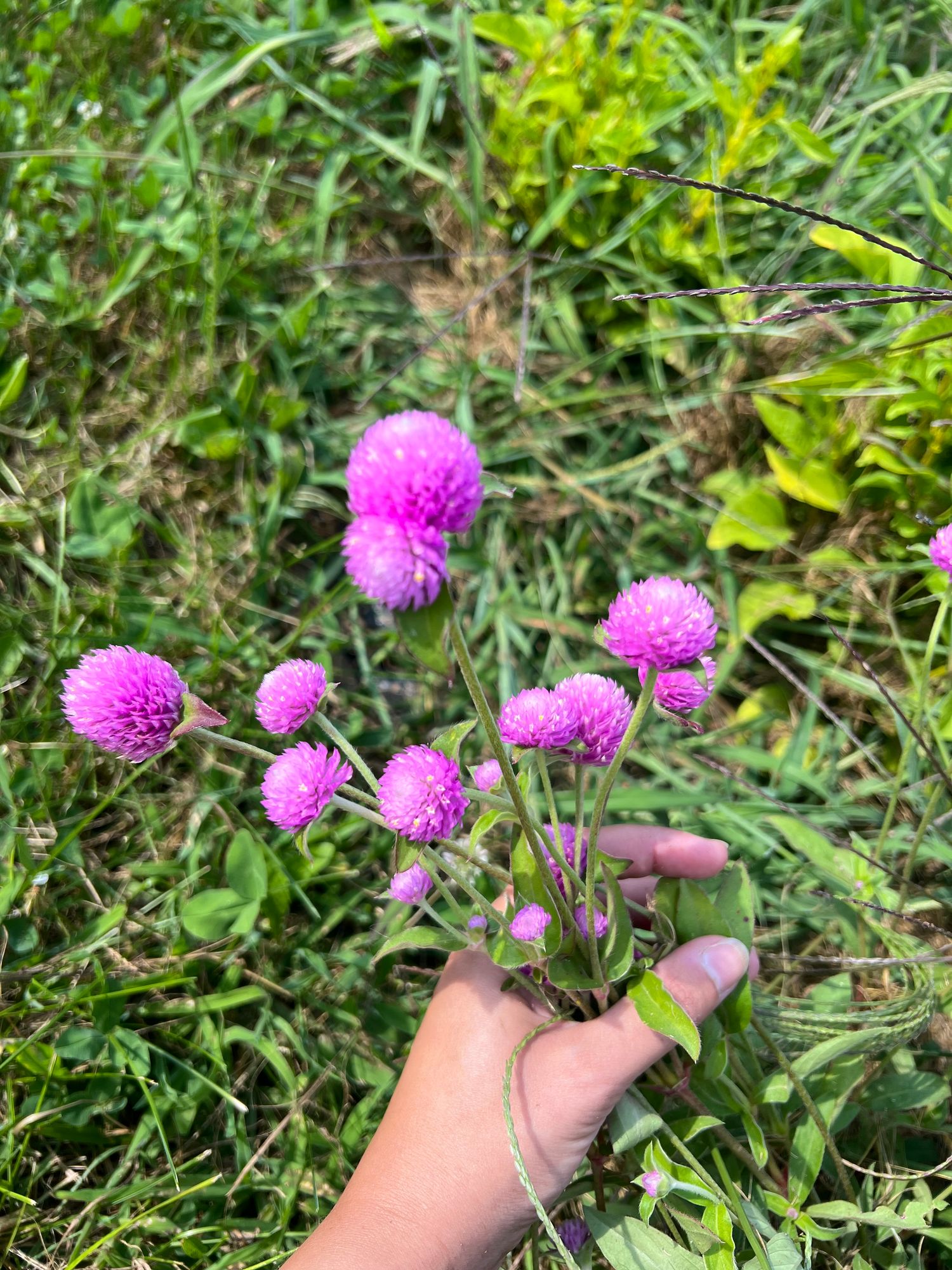 GOMPHRENA globosa Audray