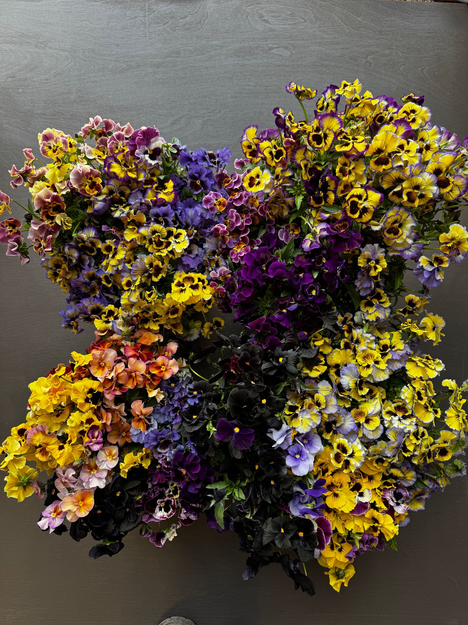 VIOLA