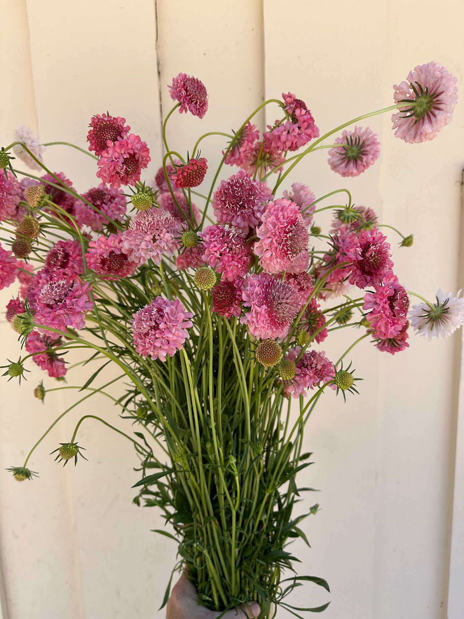 SCABIOSA atropurpurea Salmon Rose