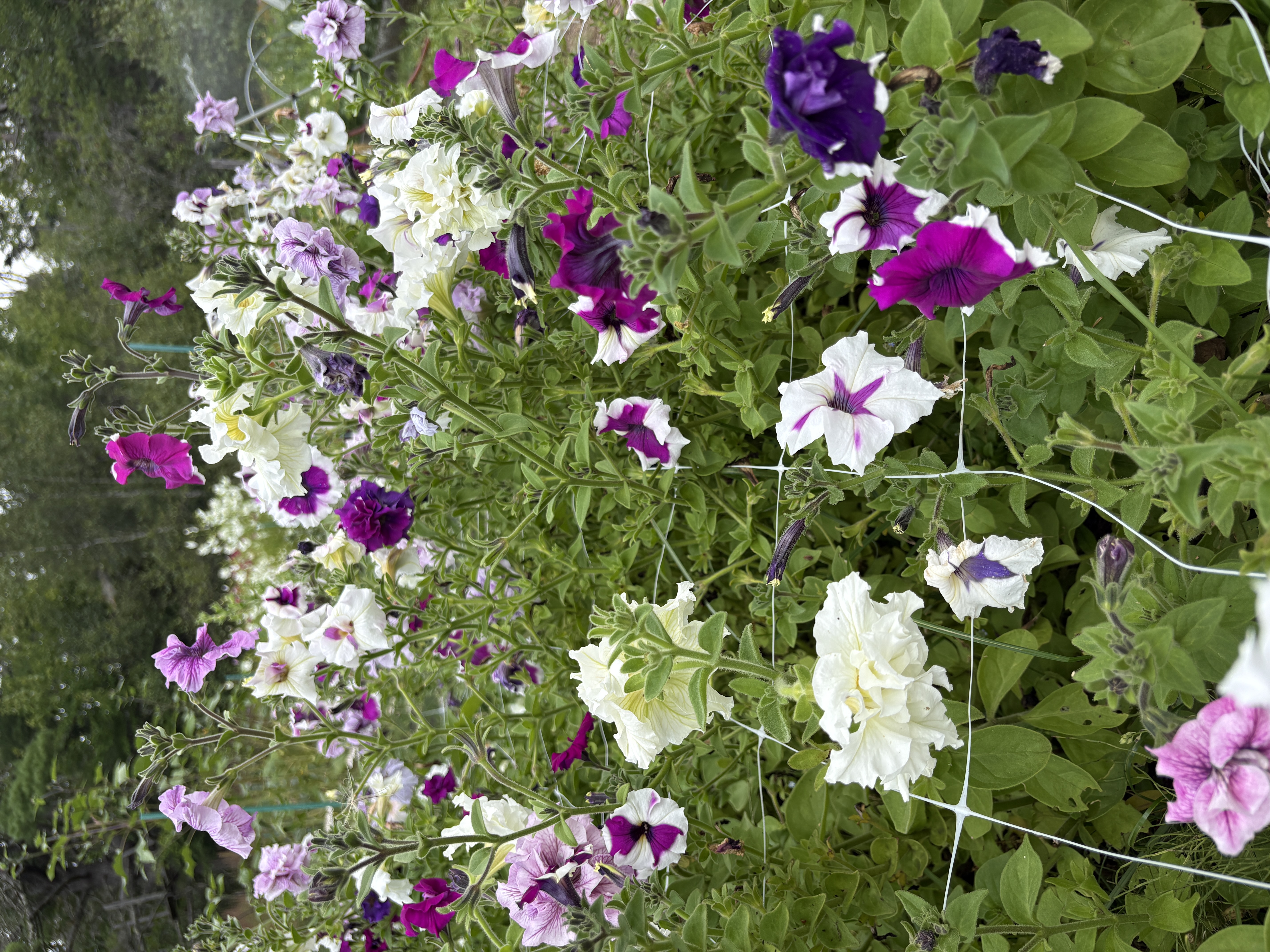 PETUNIA x
