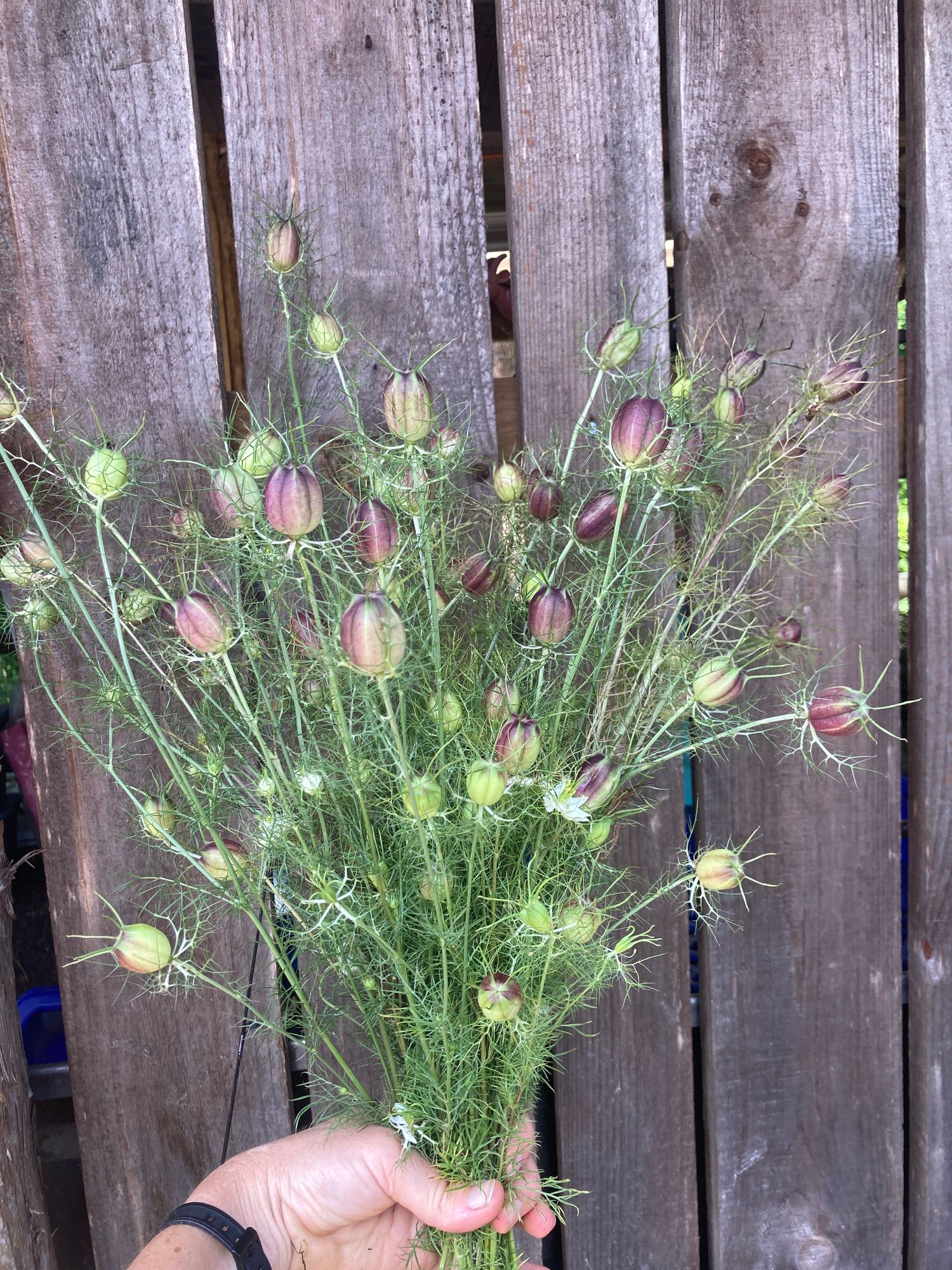 NIGELLA damascena Albion