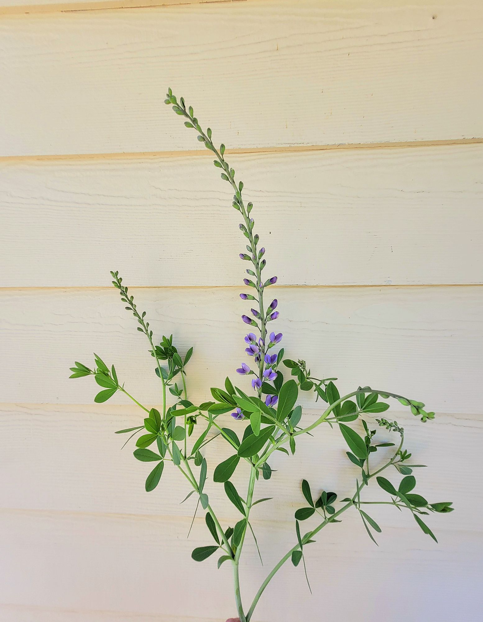 BAPTISIA x Decadence Deluxe Blue Bubbly