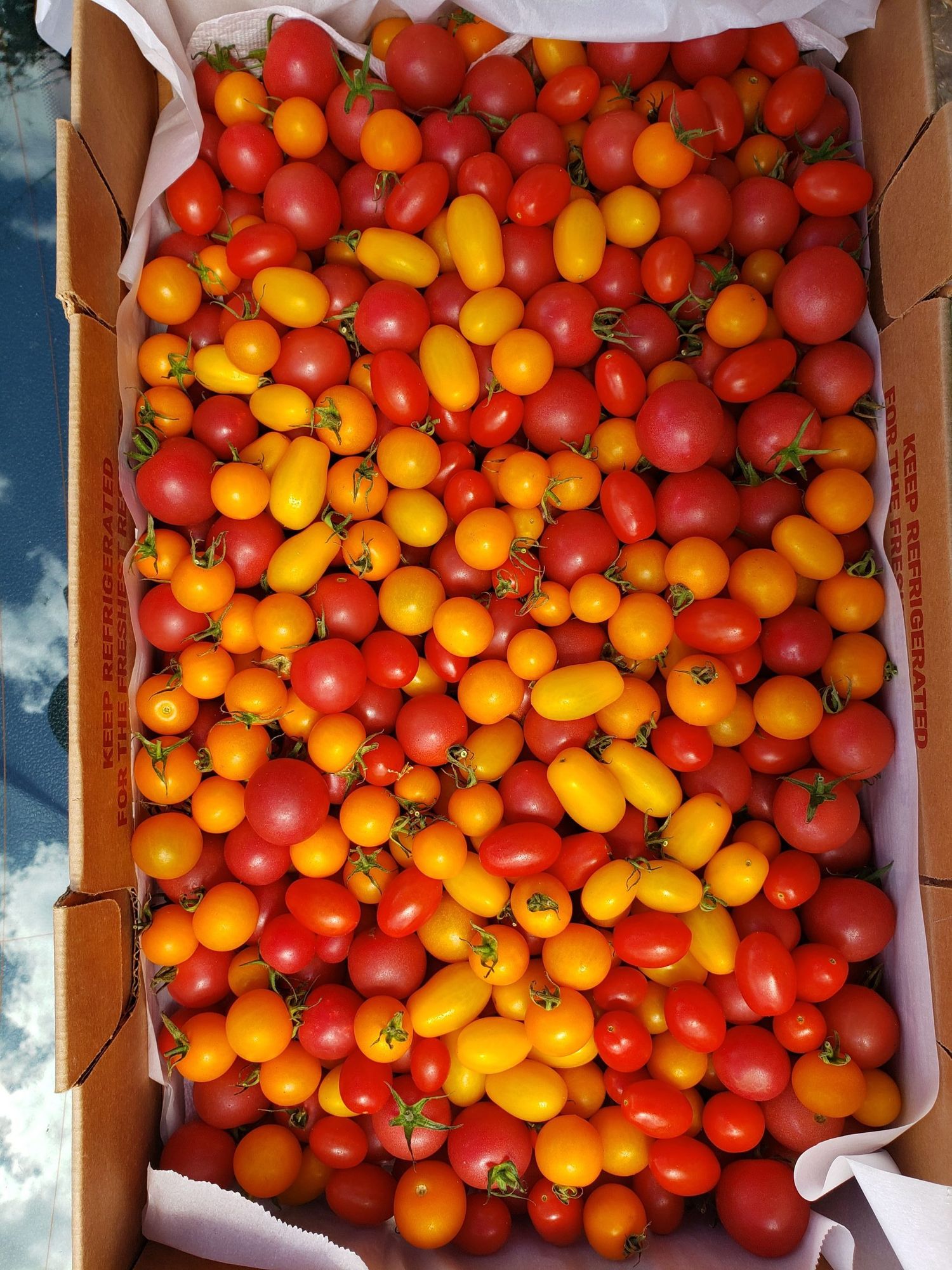 Nightshade: Tomato, Cherry Assorted 10# Flat