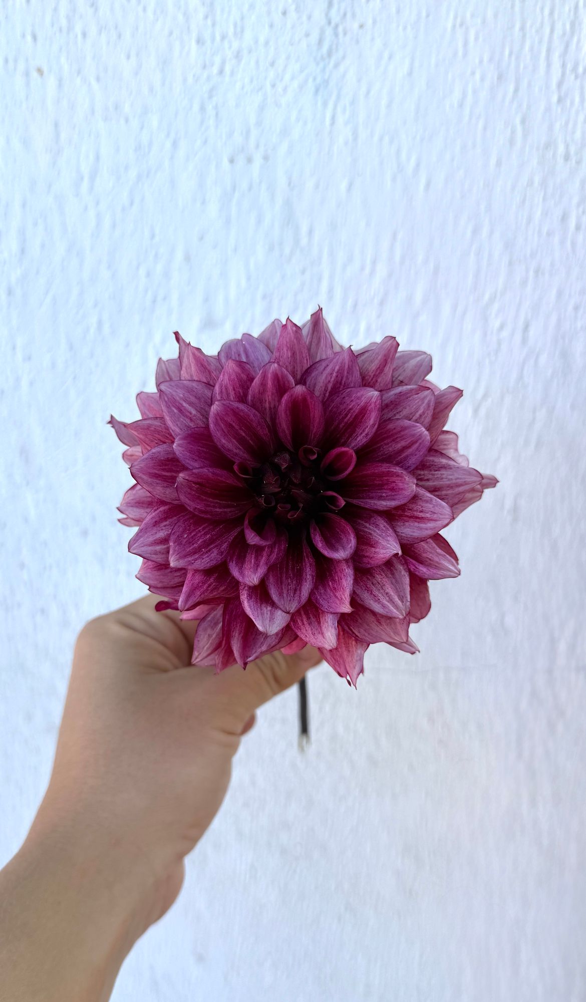 DAHLIA Night Silence