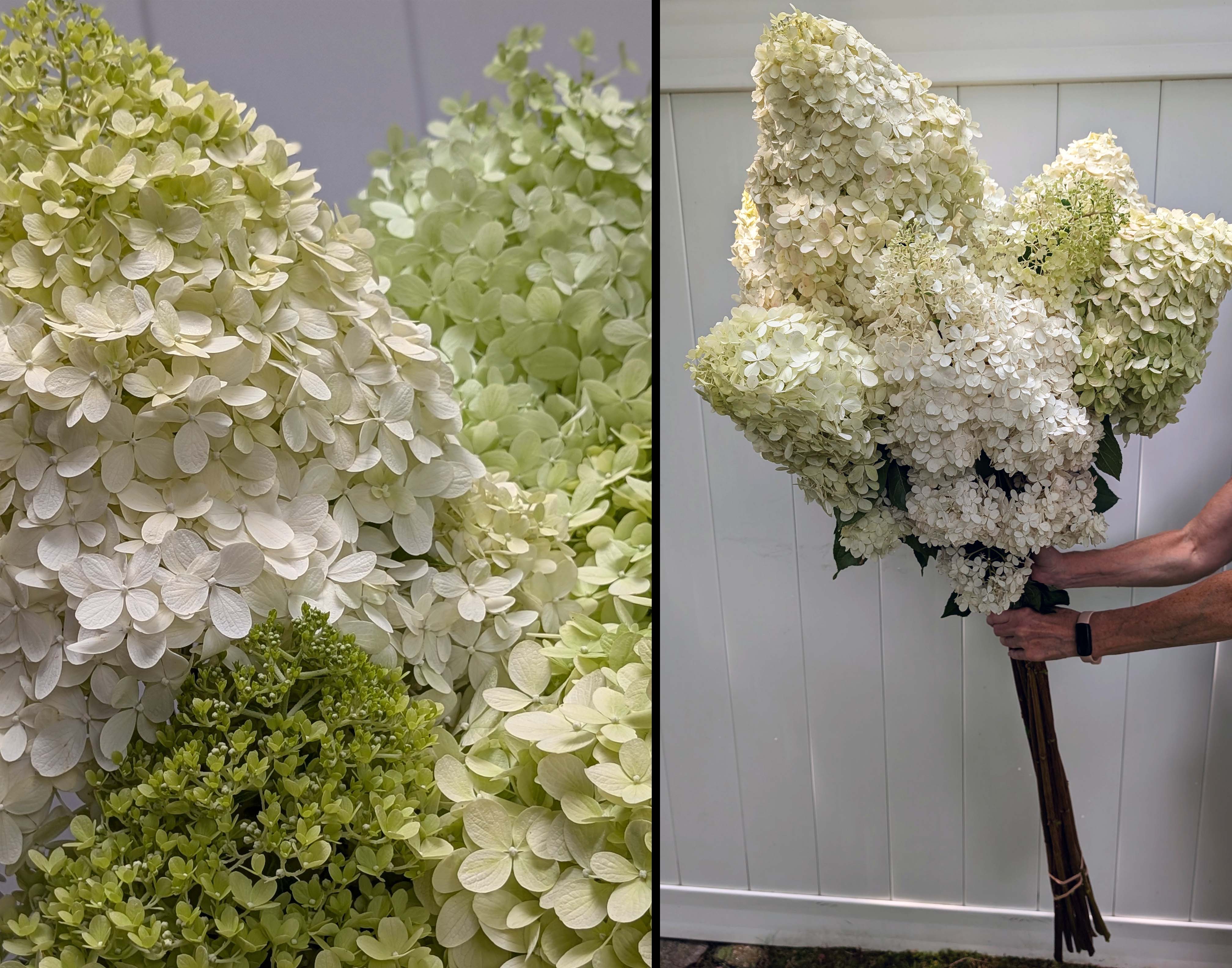 HYDRANGEA paniculata Limelight