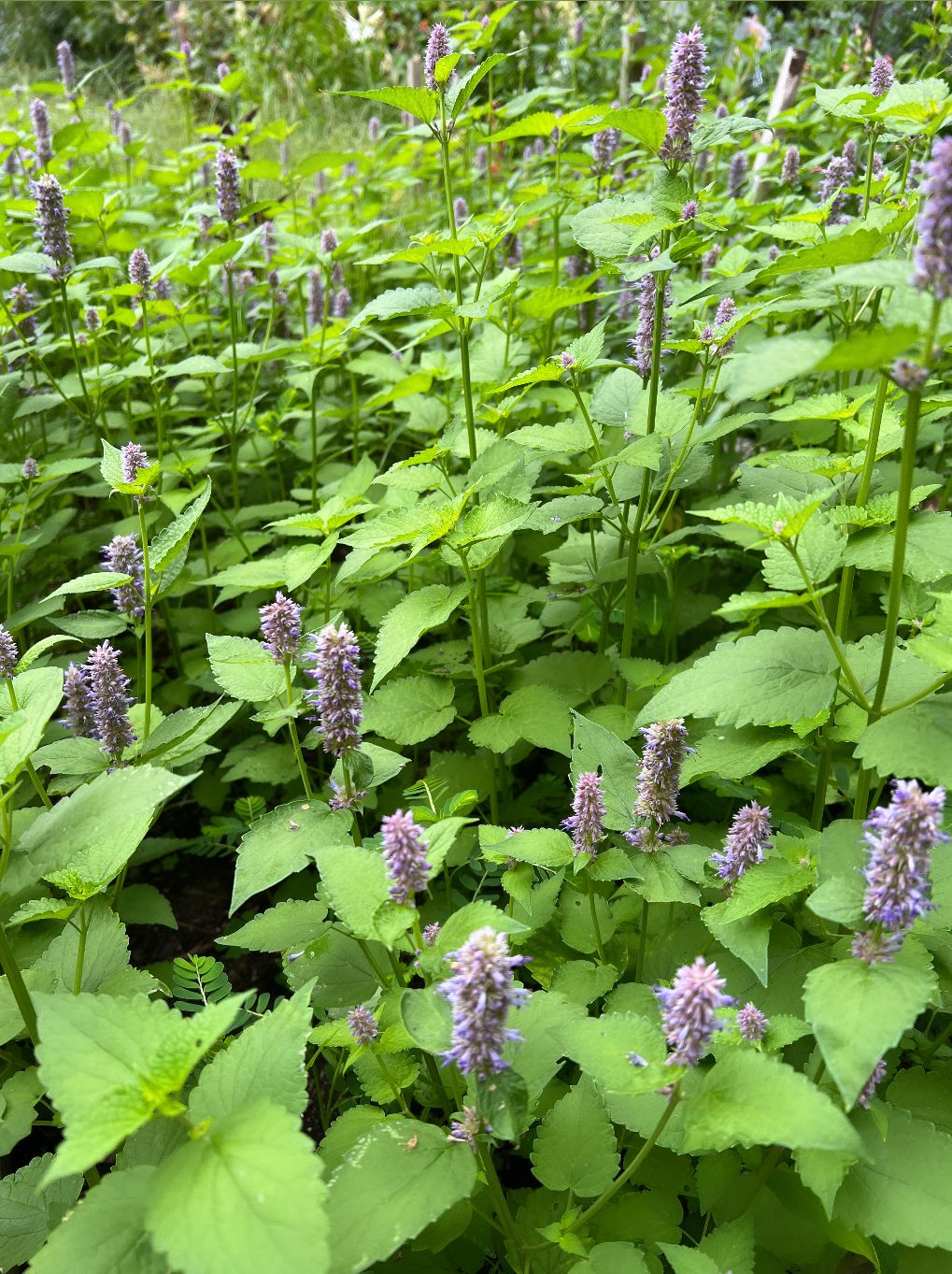 AGASTACHE x Astello Indigo