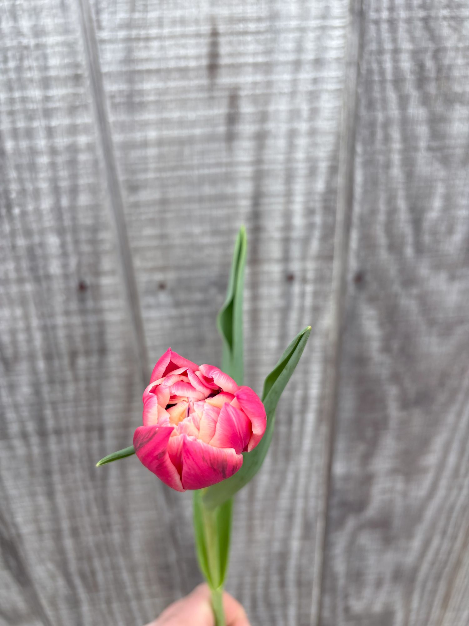 TULIPA Columbus