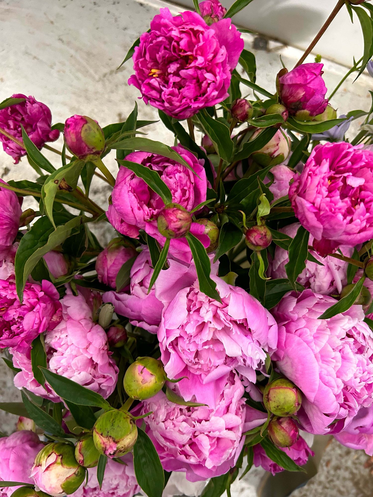 PAEONIA