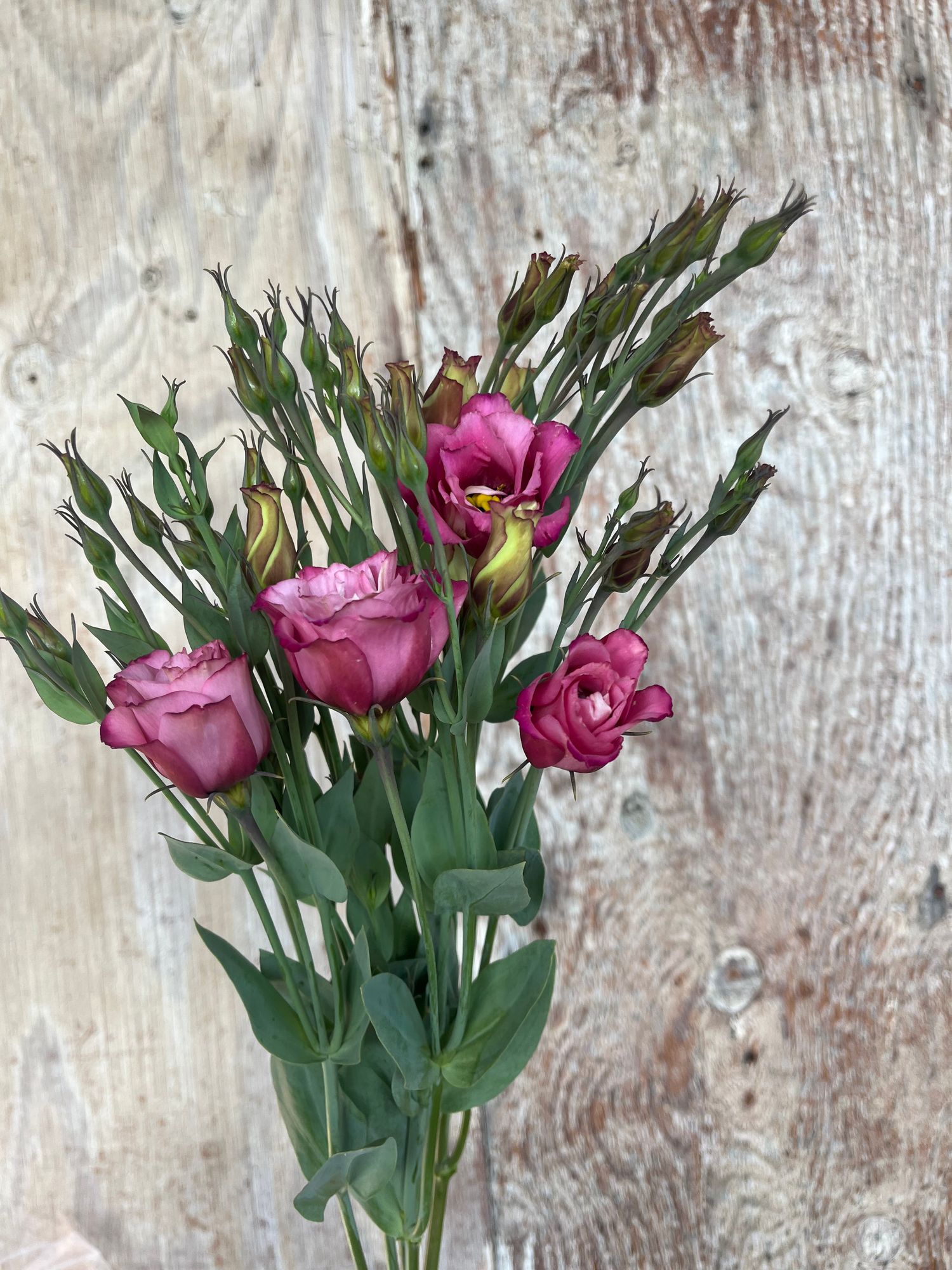 EUSTOMA grandiflorum Arena