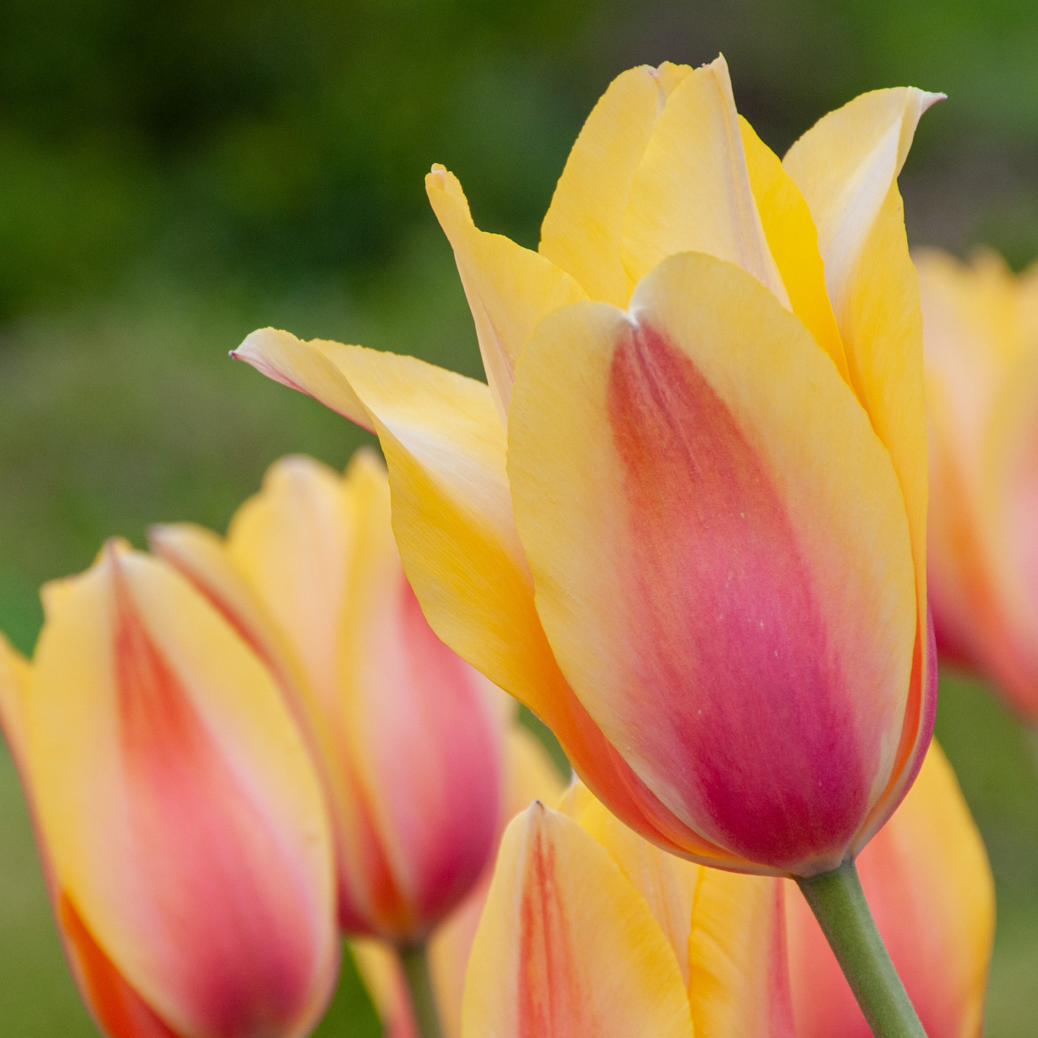 TULIPA Blushing Lady