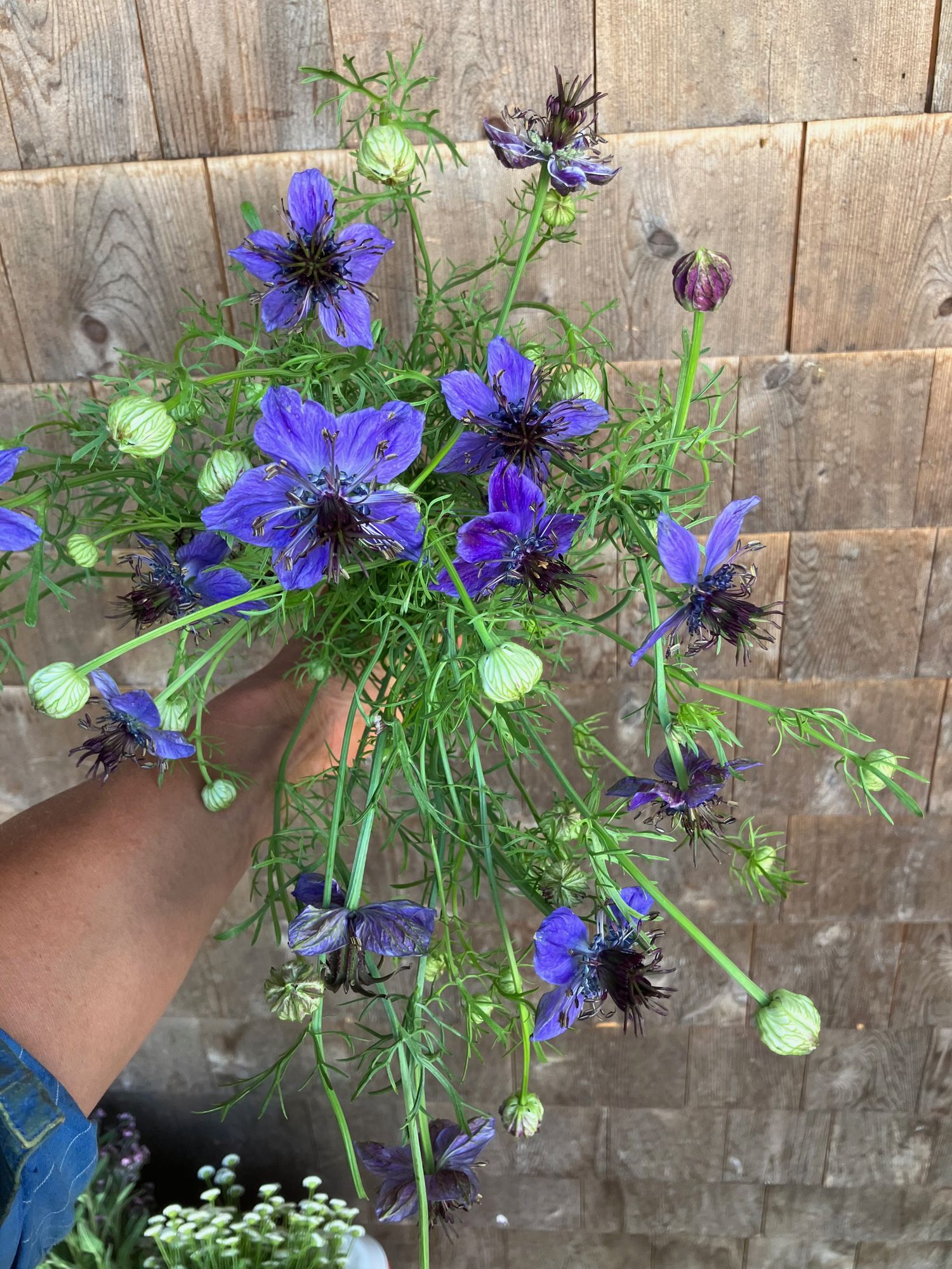 NIGELLA hispanica Exotica