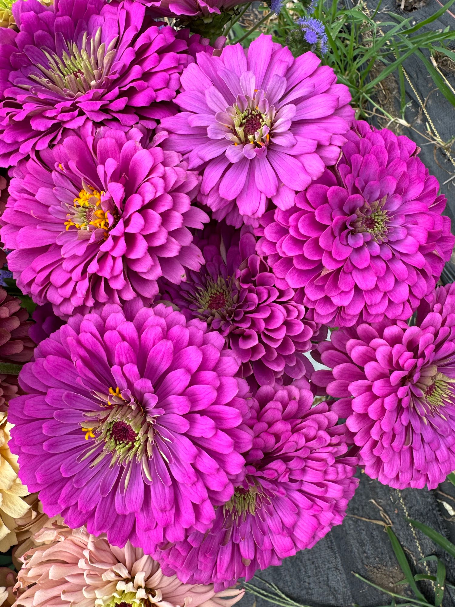 ZINNIA elegans Benarys Giant