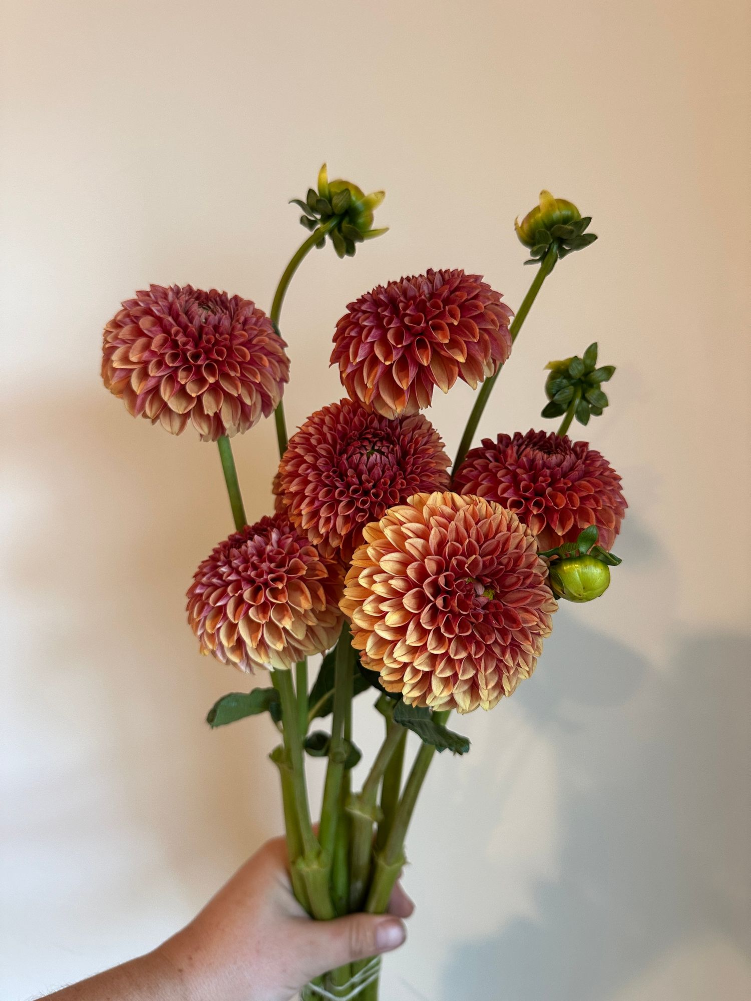 DAHLIA Hy Suntan