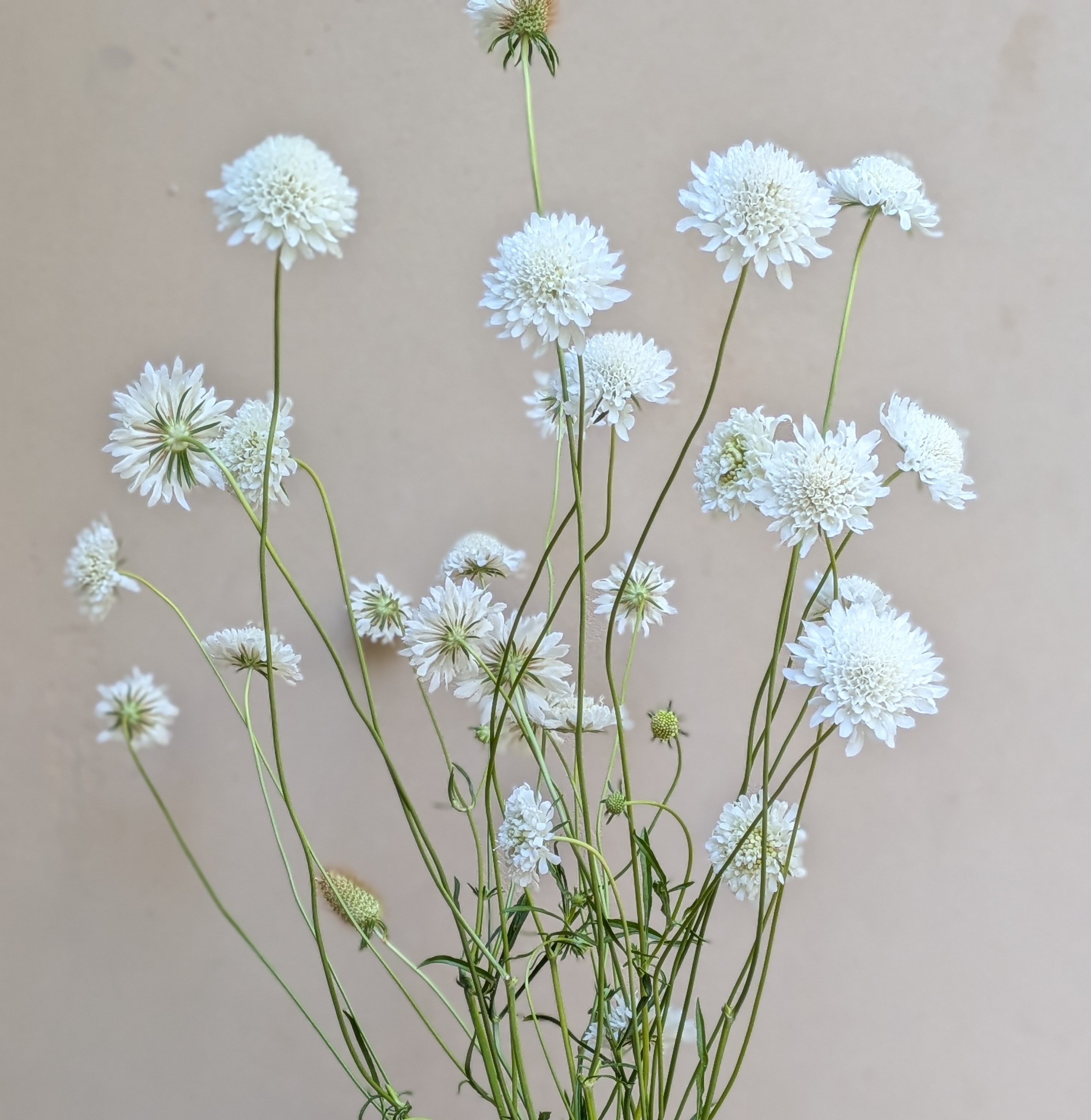 SCABIOSA atropurpurea Snowmaiden