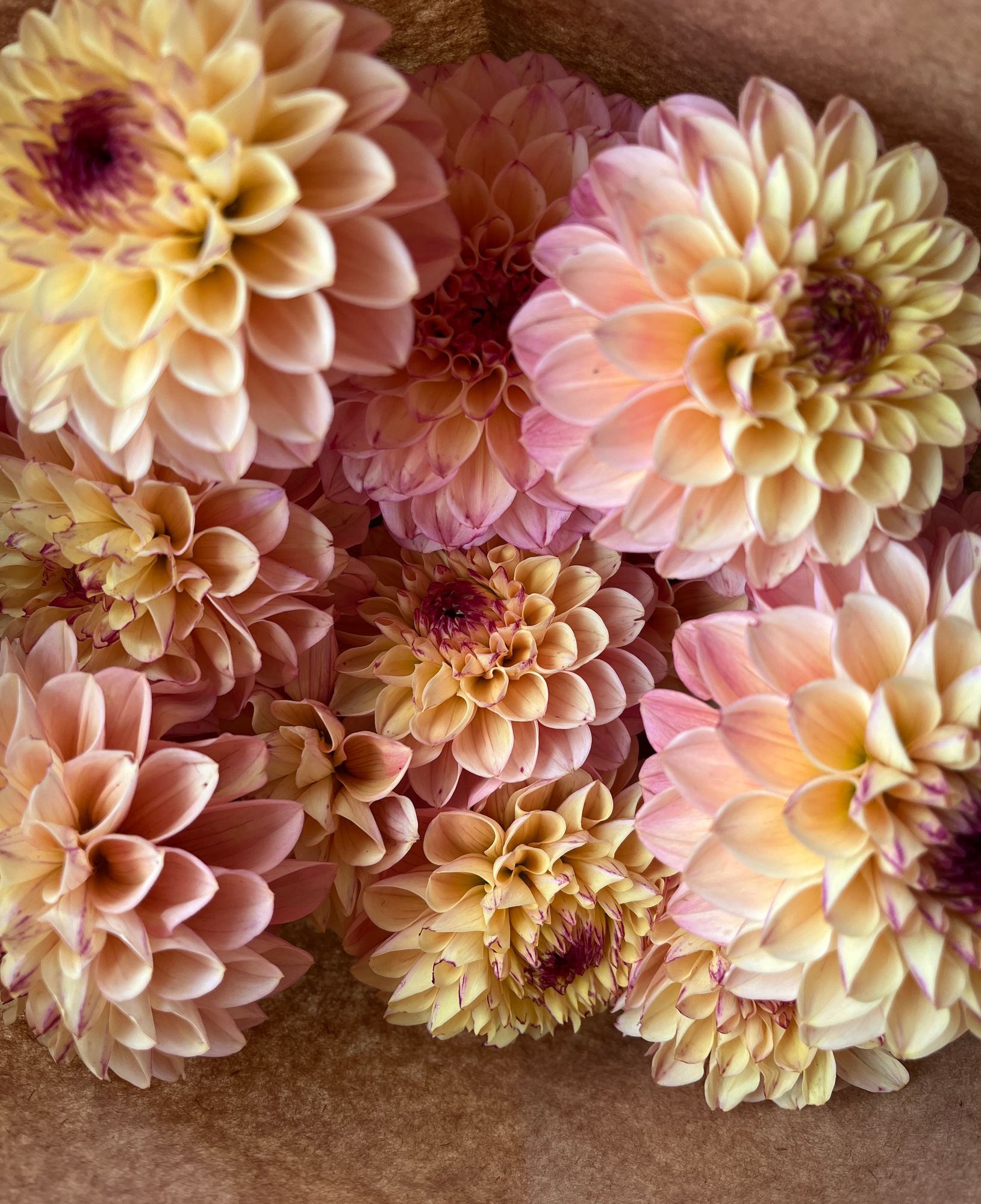 DAHLIA Wine Eyed Jill